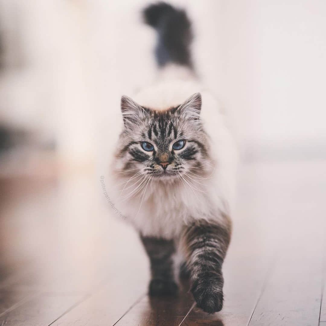 Holly Sissonのインスタグラム：「It’s Charlie’s second birthday! He is really the sweetest boy (he’d be purrfect if he didn’t have the habit of eating items that aren’t food!). The first photo was taken two days ago. I kept running from one end of the condo to the other, to get down low for photos, and he’d follow me, every time (one time he ran right behind me ❤️), and he’d lie down beside me and just purr ☺️. It doesn’t matter where the humans are, he wants to be with us. He usually comes up on my chest for a snuggle/purr fest at least once a day. He loves to play fetch (see one of his favorite toys in his mouth). And, of course, I had to include some photos of him and his bromance Greyson. ❤️ Happy birthday Charlie Brown! 🥳🎉🐱❤️ (📷 @hollysisson) #Siberiancat #cat #birthday #kitten #siberianlynxpoint #CanadasNextTopCat」