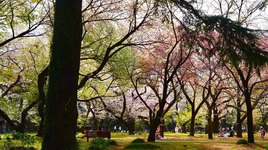 FLSK JAPANさんのインスタグラム写真 - (FLSK JAPANInstagram)「桜が各地で満開を迎えています🌸  本日はお花見にぴったりなFLSKのこだわりカラー、 ローズゴールドと桜の写真をお届けします。  今回は満開のお花見を見逃してしまった！という方向けに、 週末見ごろのお花見スポットをご紹介します✨  🌸新宿御苑（東京都新宿区） 約７０種類のサクラが開花しているので、４月中旬頃までお花見を楽しめる日本が世界に誇る公園です。  🌸よみうりランド（東京都稲城市） 都心より標高が高く気温が低いことから、桜を楽しめるピークが後ろ倒しになっています。時速110キロのジェットコースターと満開の桜が楽しめるお花見スポットです🎢  🌸東武動物公園（埼玉県南埼玉郡） 都心から約40km北に位置しており、比較的見頃も遅い時期になっています！ 遊園地アトラクション「エマさんのチーズ風車」という観覧車に乗って上空からのお花見も出来ちゃいます🎡  ぜひ週末はお友達やご家族、ソロ旅でもFLSKを片手にお出かけしてみませんか？  * *  #お花見 #お花見日和 #お花見スポット #都内デート #週末の過ごし方 #週末デート#HANAMI #sakura🌸 #桜 #花見 #新宿御苑 #よみうりランド #東武動物公園 #FLSK #フラスク」3月30日 21時15分 - flsk.japan