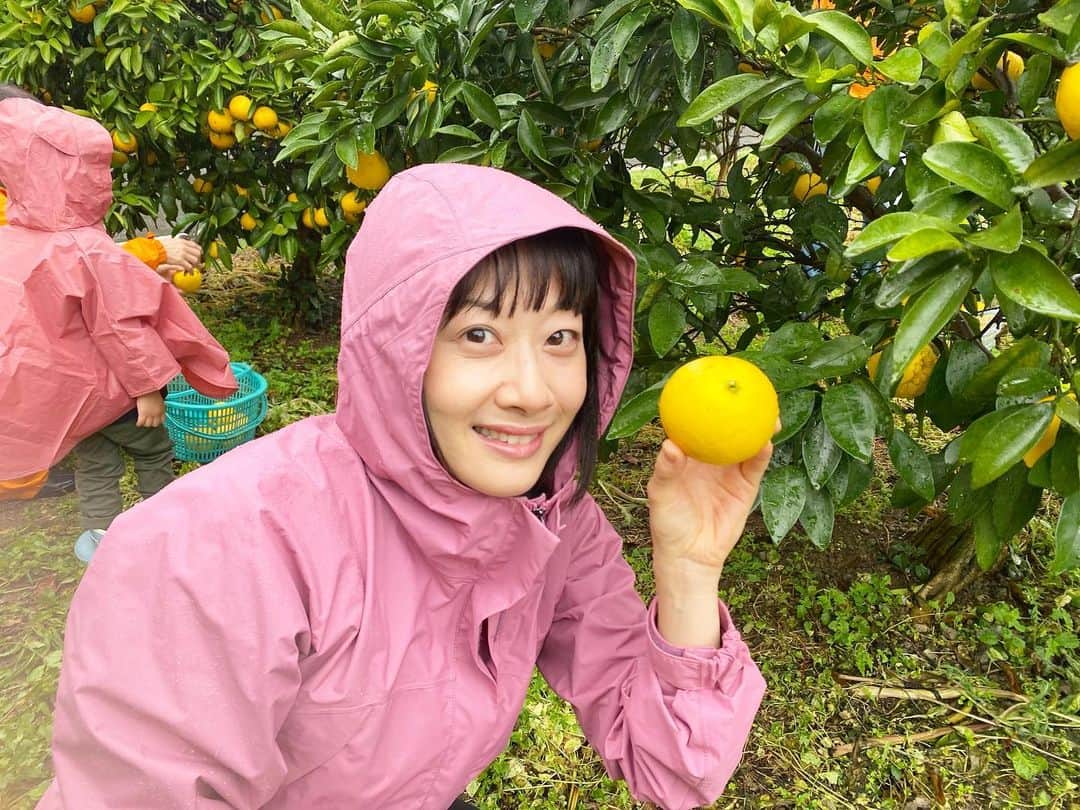 川島恵さんのインスタグラム写真 - (川島恵Instagram)「先日、農家さんに収穫体験をさせていただきました✂️ 収穫して感じる柑橘の香りの爽やかさ🍊トマトの鮮やかな赤🍅 胡瓜に黄色い花が咲くこと🌼🥒 ダリアの色とりどりの美しさ💐 全て実際に触れて体感できました！ また、現地の農家さんとのふれあいから「作物を育てながら込めている愛情や想い」を知ることもできました。 ・ 親子で発見だらけの貴重な体験！ ありがとうございました😍 ・ #農家さん #収穫体験 #宮崎市高岡町  #胡瓜 #ミニトマト #ダリア #日向夏 #収穫 #農業 #農作物 #ハウス #露路栽培  #宮崎の農業 #春休み #春休みの過ごし方」3月30日 21時16分 - mrt.kawashima