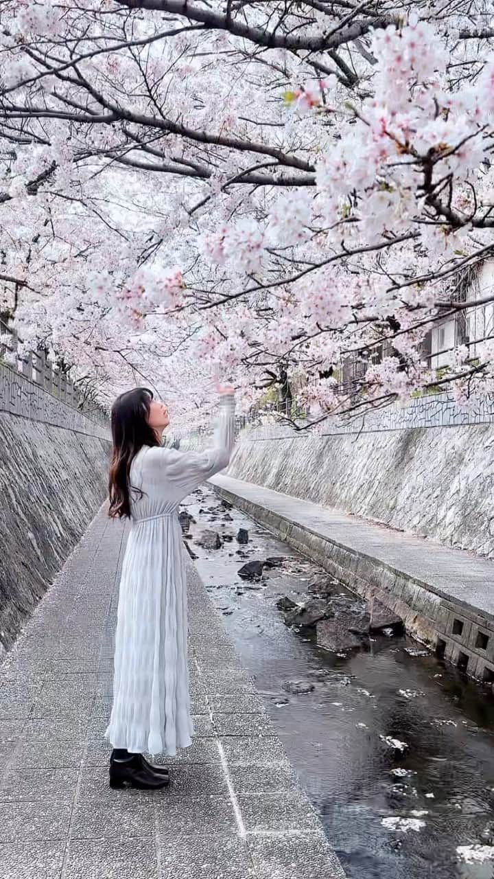 のインスタグラム：「3週間後に同じ場所で撮るために！！！！  w @31coha_ru   桜投稿2本目！ 同じ場所で無限にコンテンツが沸いてきます。笑  この場所、来年のために川の清掃したい。  #一本松川緑道 #堤団地 #桜 #あああつし」