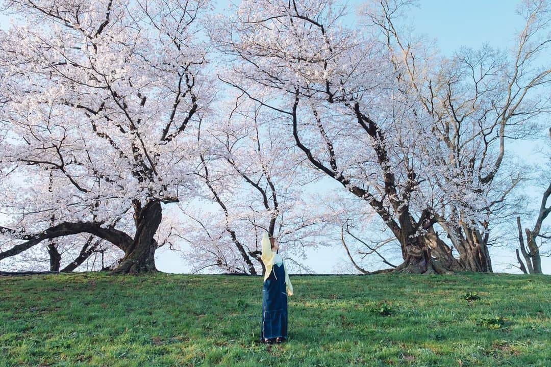 山中日菜美さんのインスタグラム写真 - (山中日菜美Instagram)「満開の桜と🌸」3月30日 21時23分 - hnm__n