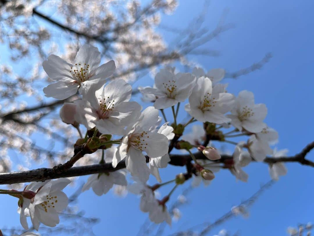 南早苗さんのインスタグラム写真 - (南早苗Instagram)「先日のこと。 桜の開花を予想しながら 計画していた着物deランチへ🌸 私は仕事の都合で着物ではなかったけれど、 二人の春らしい着こなしに 「やっぱり着物はいいなぁ😌」と実感✨  話に花が咲きすぎて、この後ドタバタお茶の稽古へ 行くことになろうとは。。笑  石川県内、今年は開花してからもお天気が安定していて、 長く愛でることができていますね😌 今日は金沢で満開宣言も✨嬉しい🌸  #桜　#春　#春爛漫　#桜日和　#花よりだんご #着物deランチ　#ランチ　#金沢　#グルメ　#仁志川　#日本料理　#茶道 #裏千家」3月30日 21時23分 - minamisanae