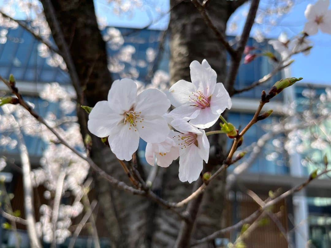 南早苗さんのインスタグラム写真 - (南早苗Instagram)「先日のこと。 桜の開花を予想しながら 計画していた着物deランチへ🌸 私は仕事の都合で着物ではなかったけれど、 二人の春らしい着こなしに 「やっぱり着物はいいなぁ😌」と実感✨  話に花が咲きすぎて、この後ドタバタお茶の稽古へ 行くことになろうとは。。笑  石川県内、今年は開花してからもお天気が安定していて、 長く愛でることができていますね😌 今日は金沢で満開宣言も✨嬉しい🌸  #桜　#春　#春爛漫　#桜日和　#花よりだんご #着物deランチ　#ランチ　#金沢　#グルメ　#仁志川　#日本料理　#茶道 #裏千家」3月30日 21時23分 - minamisanae