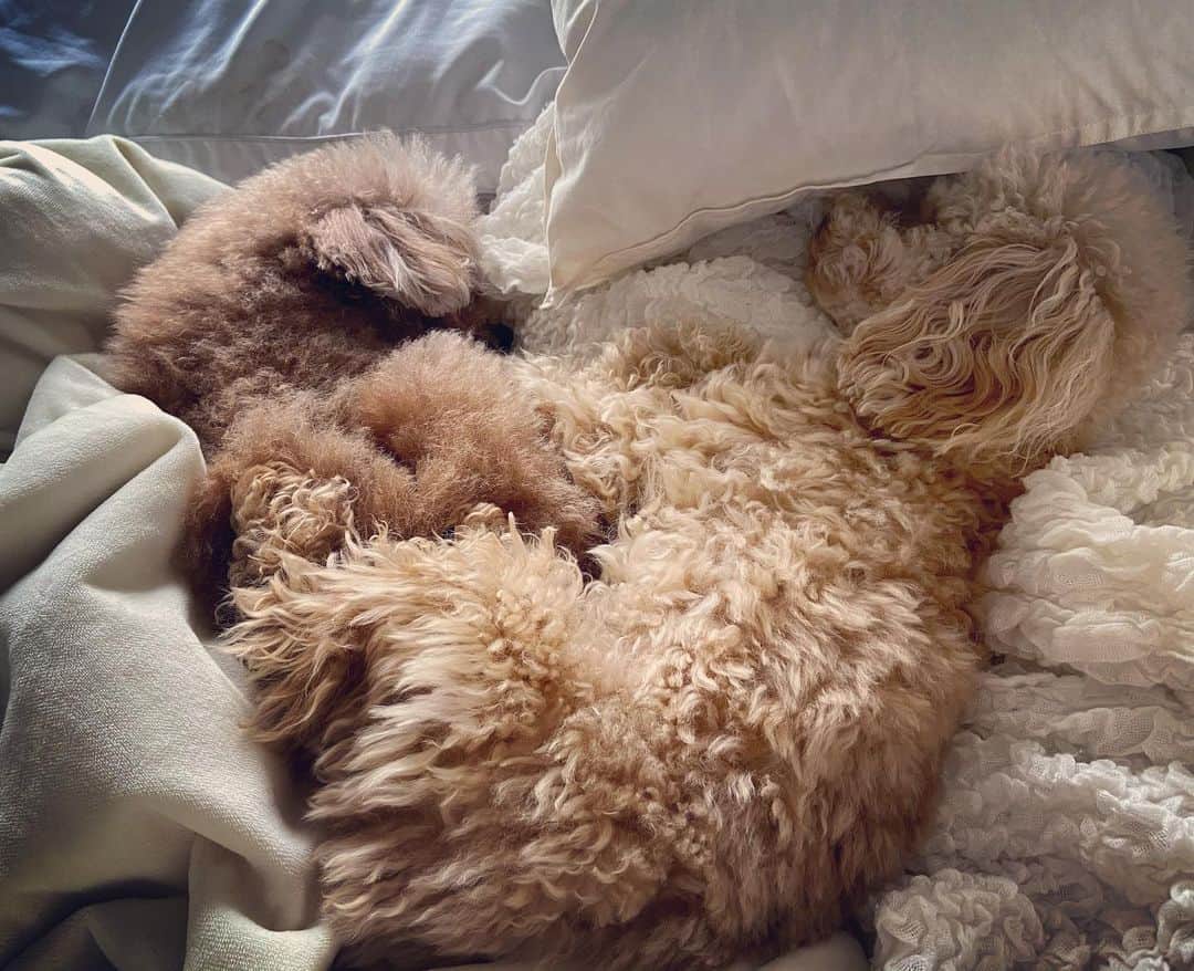 日々野真理さんのインスタグラム写真 - (日々野真理Instagram)「2人で❤️型になって寝てる。 可愛すぎる💕」3月30日 21時24分 - marihibino1031