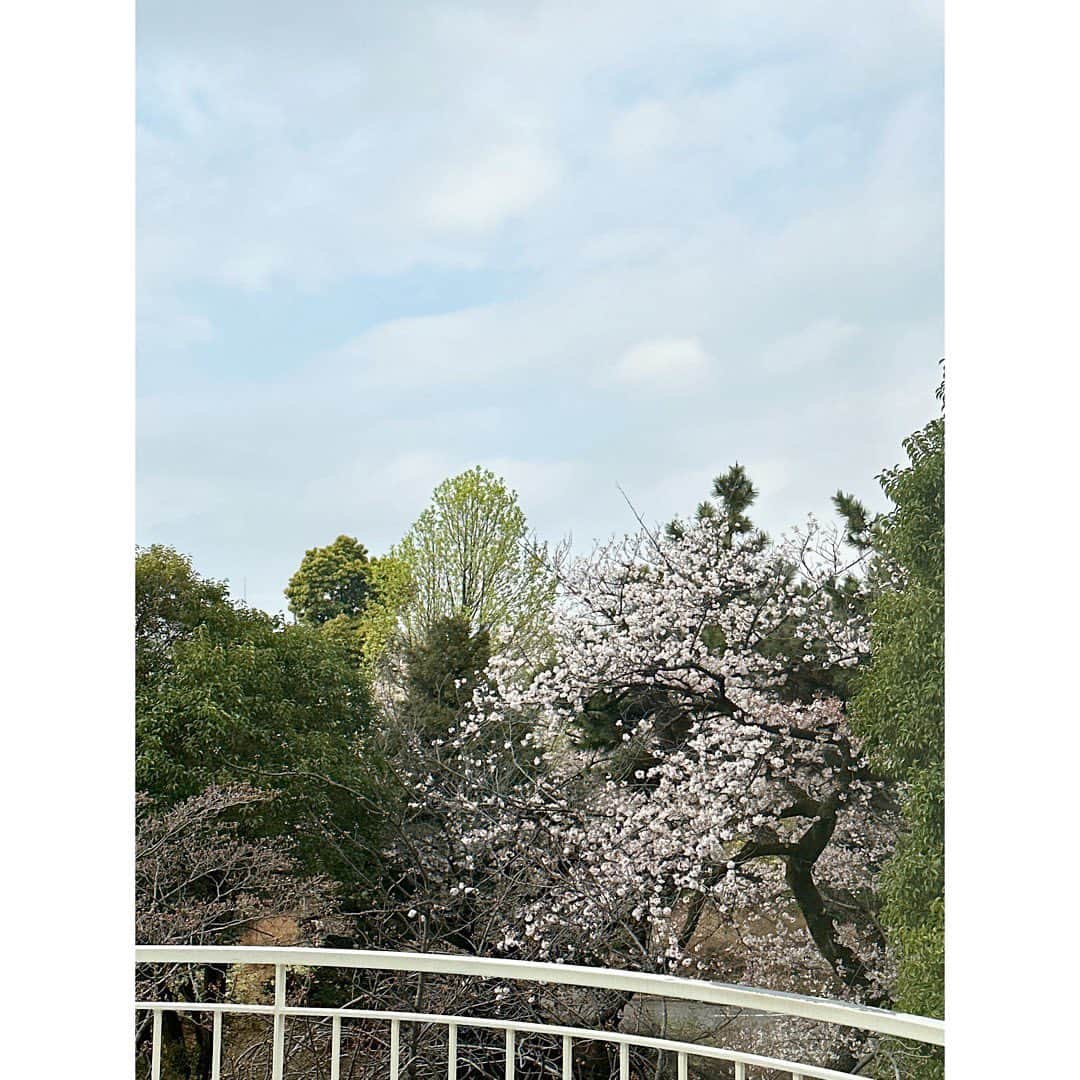 武藤京子さんのインスタグラム写真 - (武藤京子Instagram)「* * スタジオの窓から 満開の桜が見えるシアワセ🌸 * ヘアメイクは タダトモ氏 @tadatomo0505  塗ってもらったリップが とっても いい色だったので 今度買いに行こうっと💄 * #storyweb撮影」3月30日 21時25分 - kyokomuto0628