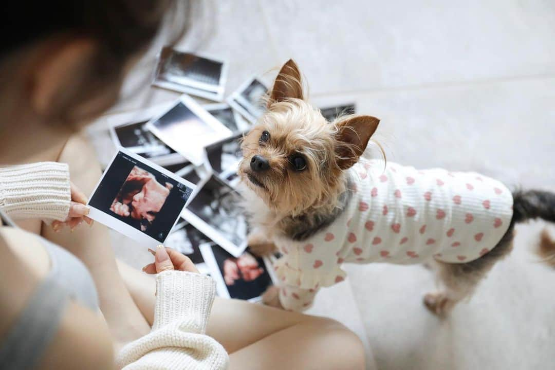 白岩まちこさんのインスタグラム写真 - (白岩まちこInstagram)「≫≫👶🏻... 性別発表   ㅤㅤㅤㅤㅤㅤㅤㅤㅤㅤㅤㅤㅤ マタニティフォト🤰🏻📸  ㅤㅤㅤㅤㅤㅤㅤㅤㅤㅤㅤㅤㅤ ゆにちー🐶とベビちーのエコー写真👶🏻🎞💕 ㅤㅤㅤㅤㅤㅤㅤㅤㅤㅤㅤㅤㅤ  ㅤㅤㅤㅤㅤㅤㅤㅤㅤㅤㅤㅤㅤ ゆにちーもう少しでお姉ちゃんになります🐶🐾 ㅤㅤㅤㅤㅤㅤㅤㅤㅤㅤㅤㅤㅤ ㅤㅤㅤㅤㅤㅤㅤㅤㅤㅤㅤㅤㅤ  マタニティフォトは御三方にお願いしました❤︎  ㅤㅤㅤㅤㅤㅤㅤㅤㅤㅤㅤㅤㅤ ㅤㅤㅤㅤㅤㅤㅤㅤㅤㅤㅤㅤㅤ  𝘏𝘢𝘪𝘳  @rabichepow.chihiro ㅤㅤㅤㅤㅤㅤㅤㅤㅤㅤㅤㅤㅤ ㅤㅤㅤㅤㅤㅤㅤㅤㅤㅤㅤㅤㅤ  𝘔𝘢𝘵𝘦𝘳𝘯𝘪𝘵𝘺 𝘱𝘢𝘪𝘯𝘵  @rabichepow.suzuki ㅤㅤㅤㅤㅤㅤㅤㅤㅤㅤㅤㅤㅤ ㅤㅤㅤㅤㅤㅤㅤㅤㅤㅤㅤㅤㅤ  𝘊𝘢𝘮𝘦𝘳𝘢  @sby_msz ㅤㅤㅤㅤㅤㅤㅤㅤㅤㅤㅤㅤㅤ ㅤㅤㅤㅤㅤㅤㅤㅤㅤㅤㅤㅤㅤ ㅤㅤㅤㅤㅤㅤㅤㅤㅤㅤㅤㅤㅤ  こんな感じで撮って欲しい📸✨を叶えてくれた御三方❤︎ ㅤㅤㅤㅤㅤㅤㅤㅤㅤㅤㅤㅤㅤ ㅤㅤㅤㅤㅤㅤㅤㅤㅤㅤㅤㅤㅤ ㅤㅤㅤㅤㅤㅤㅤㅤㅤㅤㅤㅤㅤ ヘアは玉ねぎポニーをリクエストして、 マタニティペイントはイメージに合わせて手描きで✍🏻💐  ㅤㅤㅤㅤㅤㅤㅤㅤㅤㅤㅤㅤㅤ ㅤㅤㅤㅤㅤㅤㅤㅤㅤㅤㅤㅤㅤ マタニティシールとはまた違う、自分だけのオリジナルデザインが贅沢で嬉しかったな🥺💕 ㅤㅤㅤㅤㅤㅤㅤㅤㅤㅤㅤㅤㅤ  ㅤㅤㅤㅤㅤㅤㅤㅤㅤㅤㅤㅤㅤ 撮影データは、写真の色味とかもレタッチして 理想通りにしてくれたよ📸✨  　 そして５枚目の靴下を見てもらったら分かる通り？ 性別は女の子👶🏻🧦💕  ㅤㅤㅤㅤㅤㅤㅤㅤㅤㅤㅤㅤㅤ  今日のストーリーを見て、男の子予想してた子が ７割やったけど、実は女の子でした〜🤭！ ㅤㅤㅤㅤㅤㅤㅤㅤㅤㅤㅤㅤㅤ  ( 性別が分かりそうな色の物は写さなかったから騙された子多かったんやない🤫？ )  ㅤㅤㅤㅤㅤㅤㅤㅤㅤㅤㅤㅤㅤ ㅤㅤㅤㅤㅤㅤㅤㅤㅤㅤㅤㅤㅤ  旦那ちゃんへの性別発表は、ジェンダーリビールバルーン🎈🫧  ㅤㅤㅤㅤㅤㅤㅤㅤㅤㅤㅤㅤㅤ 妹家族への性別発表はジェンダーリビールケーキで発表したよ🎂💕  ㅤㅤㅤㅤㅤㅤㅤㅤㅤㅤㅤㅤㅤ ㅤㅤㅤㅤㅤㅤㅤㅤㅤㅤㅤㅤㅤ  妊娠報告をしてから、妊活についてやプレママさんや 先輩ママさんから沢山のメッセージいただきました❤︎ ㅤㅤㅤㅤㅤㅤㅤㅤㅤㅤㅤㅤㅤ  ㅤㅤㅤㅤㅤㅤㅤㅤㅤㅤㅤㅤㅤ みんな沢山ありがとう😌🌿  ㅤㅤㅤㅤㅤㅤㅤㅤㅤㅤㅤㅤㅤ  そして妊活をしてる方や、妊娠中の方が多いことも分かったので、わたしが通ってた @cocorobe_maika のオキシト鍼灸についても少し紹介🪡  ㅤㅤㅤㅤㅤㅤㅤㅤㅤㅤㅤㅤㅤ ㅤㅤㅤㅤㅤㅤㅤㅤㅤㅤㅤㅤㅤ 不妊治療専門の鍼灸サロンでの経験を活かして、 不妊治療や妊娠中のママの体調管理、 また、女性特有の悩みであるPMSや整理不順とか、 とにかく女性のお悩みを鍼灸で治療してくれる鍼灸師さんなの👩🏼‍⚕️✨  ㅤㅤㅤㅤㅤㅤㅤㅤㅤㅤㅤㅤㅤ  わたしも妊娠が分かってから腰が痛いとか 色んなマイナートラブルが出てきて、オキシト鍼灸を受けることにしたんやけど、施術が終わると身体がスッと楽になって、血液が巡るのか？赤ちゃんもグルグル元気に動き回ったりしてた👶🏻🌀 ㅤㅤㅤㅤㅤㅤㅤㅤㅤㅤㅤㅤㅤ ㅤㅤㅤㅤㅤㅤㅤㅤㅤㅤㅤㅤㅤ  妊娠中のマイナートラブルや流産防止の鍼灸、 逆子治療や妊娠しやすい身体にする鍼灸。 ㅤㅤㅤㅤㅤㅤㅤㅤㅤㅤㅤㅤㅤ ㅤㅤㅤㅤㅤㅤㅤㅤㅤㅤㅤㅤㅤ ㅤㅤㅤㅤㅤㅤㅤㅤㅤㅤㅤㅤㅤ PMSや整理不順とかの女性特有のお悩みを解決する鍼灸も出来るから、なにか女性特有の悩みがあるけど、病院に行くのは少しハードル高いなーって方にもオススメだよ😌🌿  ㅤㅤㅤㅤㅤㅤㅤㅤㅤㅤㅤㅤㅤ ㅤㅤㅤㅤㅤㅤㅤㅤㅤㅤㅤㅤㅤ 今日はベビちゃんのお洋服の水通しして また少し出産準備が進んだ👶🏻💕  ㅤㅤㅤㅤㅤㅤㅤㅤㅤㅤㅤㅤㅤ ㅤㅤㅤㅤㅤㅤㅤㅤㅤㅤㅤㅤㅤ  近々旦那ちゃんにベビーベッドも組み立ててもらうんだー🕺🏻🕺🏻🕺🏻✨  ㅤㅤㅤㅤㅤㅤㅤㅤㅤㅤㅤㅤㅤ ㅤㅤㅤㅤㅤㅤㅤㅤㅤㅤㅤㅤㅤ ㅤㅤㅤㅤㅤㅤㅤㅤㅤㅤㅤㅤㅤ ㅤㅤㅤㅤㅤㅤㅤㅤㅤㅤㅤㅤㅤ  #妊娠#妊娠中#妊娠報告#マタニティペイント  #妊婦生活#マタニティライフ #マタニティ生活#プレママ#マタニティファッション#初マタライフ#プレママライフ #マタニティ#マタニティフォト#マタママ #令和５年ベビー#第一子#第一子妊娠中　 #ぷんにー#ぷんにーらいふ#妊娠9ヶ月#妊娠8ヶ月#妊娠後期#2023年5月出産予定#春生まれベビー#5月予定日#ジェンダーリビール#性別発表 #性別判明#女の子ママ#女の子ママ予定」3月30日 21時30分 - machichas