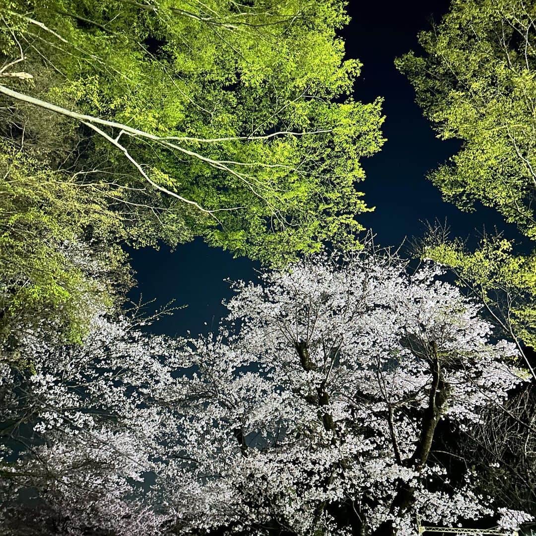 純名里沙のインスタグラム：「So beautiful... No need for words.  Good night.  #yozakura #sakura #nightflowers #beautiful #sobeautiful #noflash #iPhone」