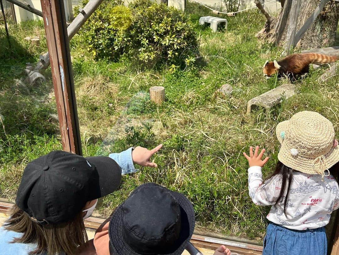 原田良也さんのインスタグラム写真 - (原田良也Instagram)「今日は桜満開の京都市動物園に家族で行ってきました🤩  めちゃくちゃ楽しかったー‼️  誘ってくれてありがとう😁  #京都市動物園 #桜」3月30日 22時03分 - irasshassee