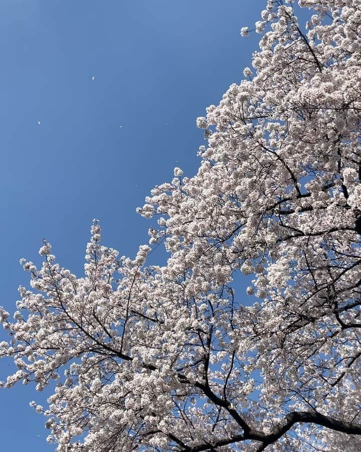 芽朗のインスタグラム：「今日見た綺麗な桜と花びらと  #mellowbridal  と  久しぶりの大好きなルポーゼすぎのホットケーキ🥞。 ホットケーキは8等分にする派。  私のホットケーキ３冠は 東梅田のサンシャイン、 難波のアメリカン、 上高井戸のルポーゼすぎ。  ホットケーキラバーなのでオススメありましたら求みます…」