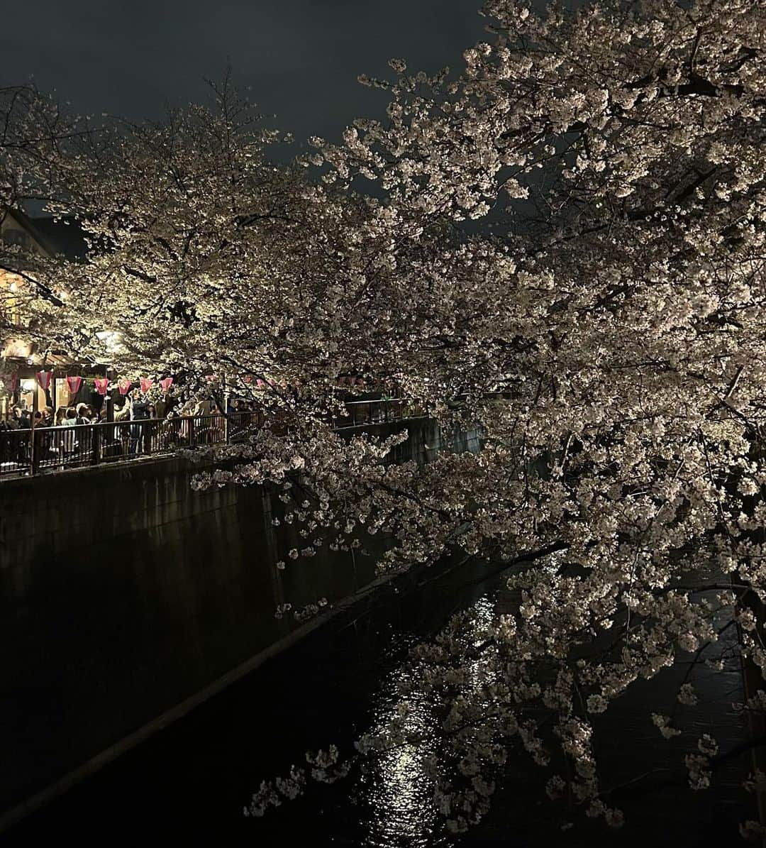 鈴木志音さんのインスタグラム写真 - (鈴木志音Instagram)「Cherry blossoms 🌸🌃   #おんおん日記」3月30日 21時57分 - shion_supafuru