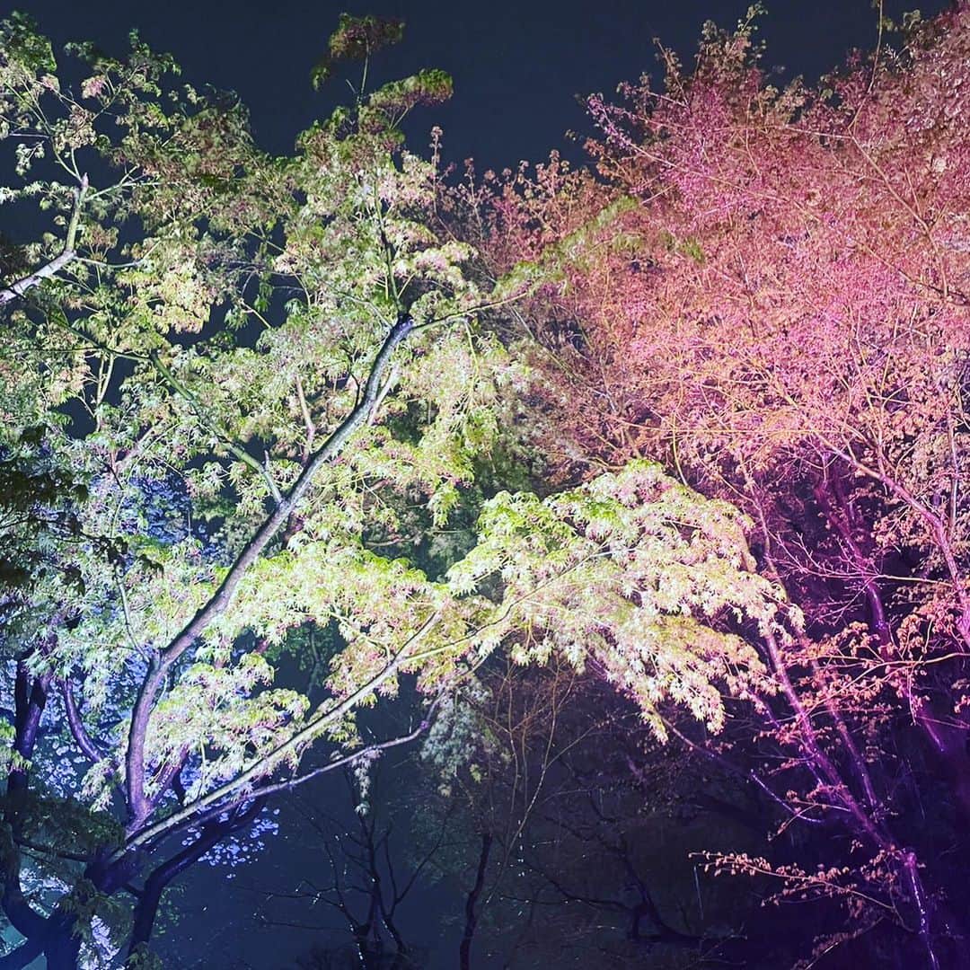 長谷川京子さんのインスタグラム写真 - (長谷川京子Instagram)「雨で少し散ってしまった桜に、儚さの美学を教えてもらった昨晩。  "The House Collective" 八芳園にて、でした。 海外からの来客も多い中で少し距離を取って日本を見てみると、日本の美しさを改めて感じることができました。  #OurHouseinTokyo #OurHouseBeginsHere #TheHouseCollective @swirehotels」3月30日 22時00分 - kyoko.hasegawa.722