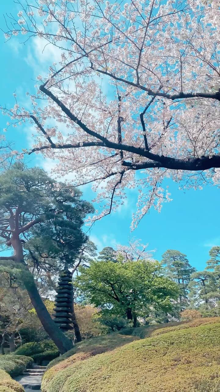 のインスタグラム：「麗らかな春の日本庭園では、陽光に照らされた桜吹雪が雅やかに舞い散ります。  In the beautiful springtime, the Japanese garden is illuminated by sunlight, and cherry blossom snowflakes dance elegantly in the air.  《撮影日:2023/3/29(水)》  🌸🌸🌸  #八芳園 #happoen #お花見 #ソメイヨシノ #桜 #日本庭園 #はなすたぐらむ #flowerstagram #flower_daily #花のある暮らし #はなまっぷ #桜吹雪 #お花見スポット  #カメラ部 #キリトリセカイ #写真好きな人と繋がりたい #カメラ好きな人と繋がりたい #ファインダー越しの私の世界  #japanesegarden #tokyotokyo #tokyotrip #japan_of_insta #jp_mood #jp_gallery #dreamyphoto #wonderful_places #bestphoto_japan #japan_daytime_view」