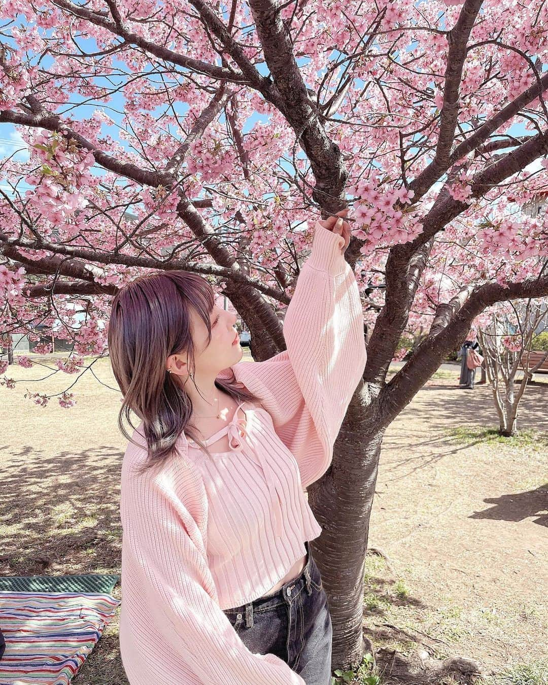 宇野みずきのインスタグラム：「🌸 . . . 桜かわいすぎる ☺︎ . . . #春服コーデ#ピンクニット#カジュアルファッション#カジュアルガーリー#デニムコーディネート#河津桜🌸」