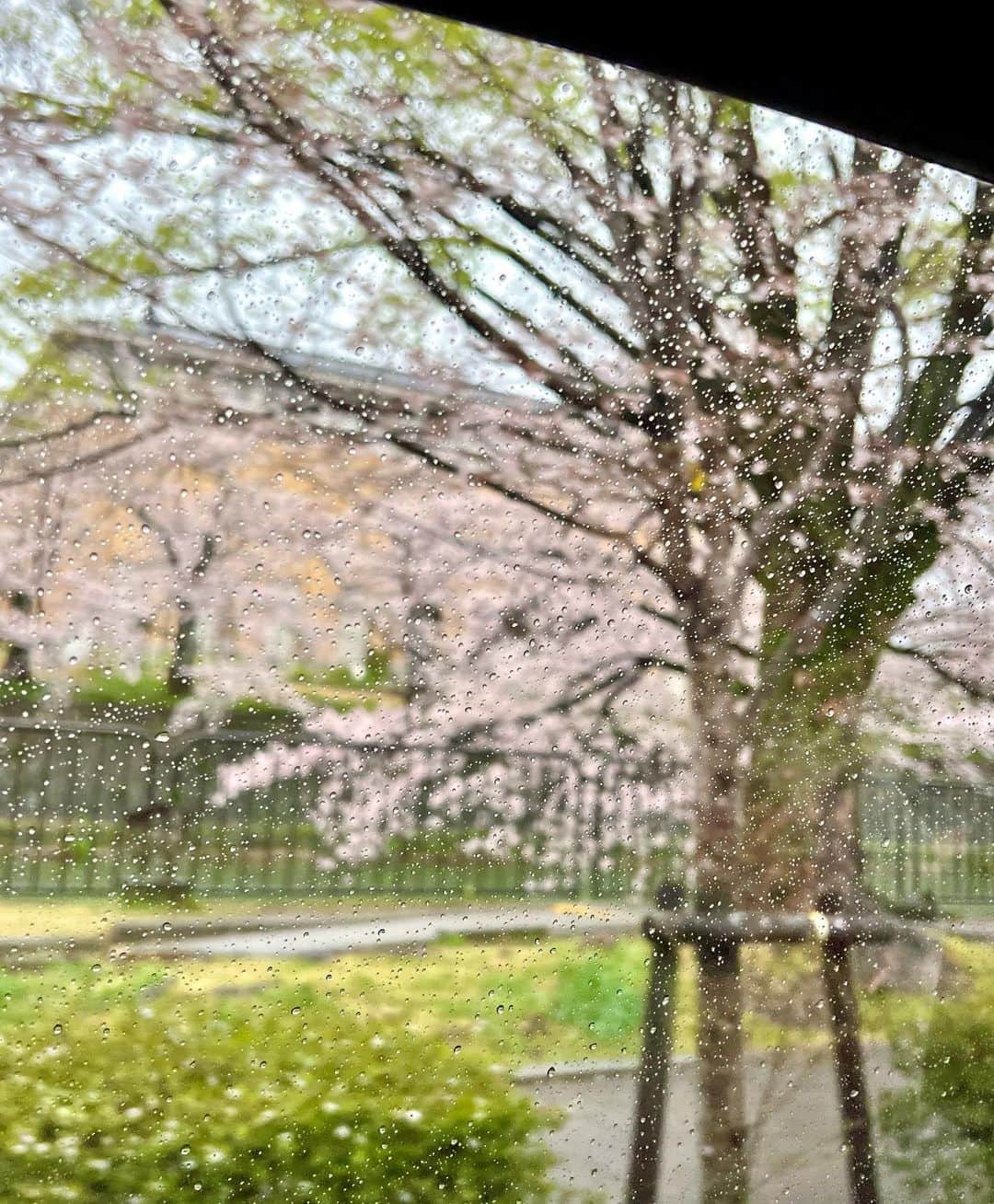 星南のぞみさんのインスタグラム写真 - (星南のぞみInstagram)「🌸🌙☔️  石山寺の桜 京都の雨桜  日本で生まれて良かった☺️」3月30日 22時15分 - seina_nozomi