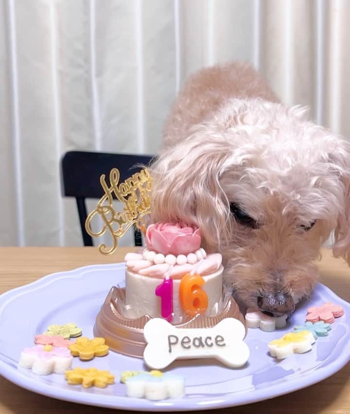 夏焼雅のインスタグラム：「𝑯𝒂𝒑𝒑𝒚 𝑩𝒊𝒓𝒕𝒉𝒅𝒂𝒚 𝑷𝒆𝒂𝒄𝒆 🎉🎂💕✨ @peace.happy.peace 🐩🫧🌼  ピースちゃん16歳になりました💖 永遠にかわいいうちのiDOLです🫶🏻🎉 これからもたくさん遊んでお散歩も行こうね〜🌈✨🤍  #peace #愛犬 #うちのアイドル 💕」