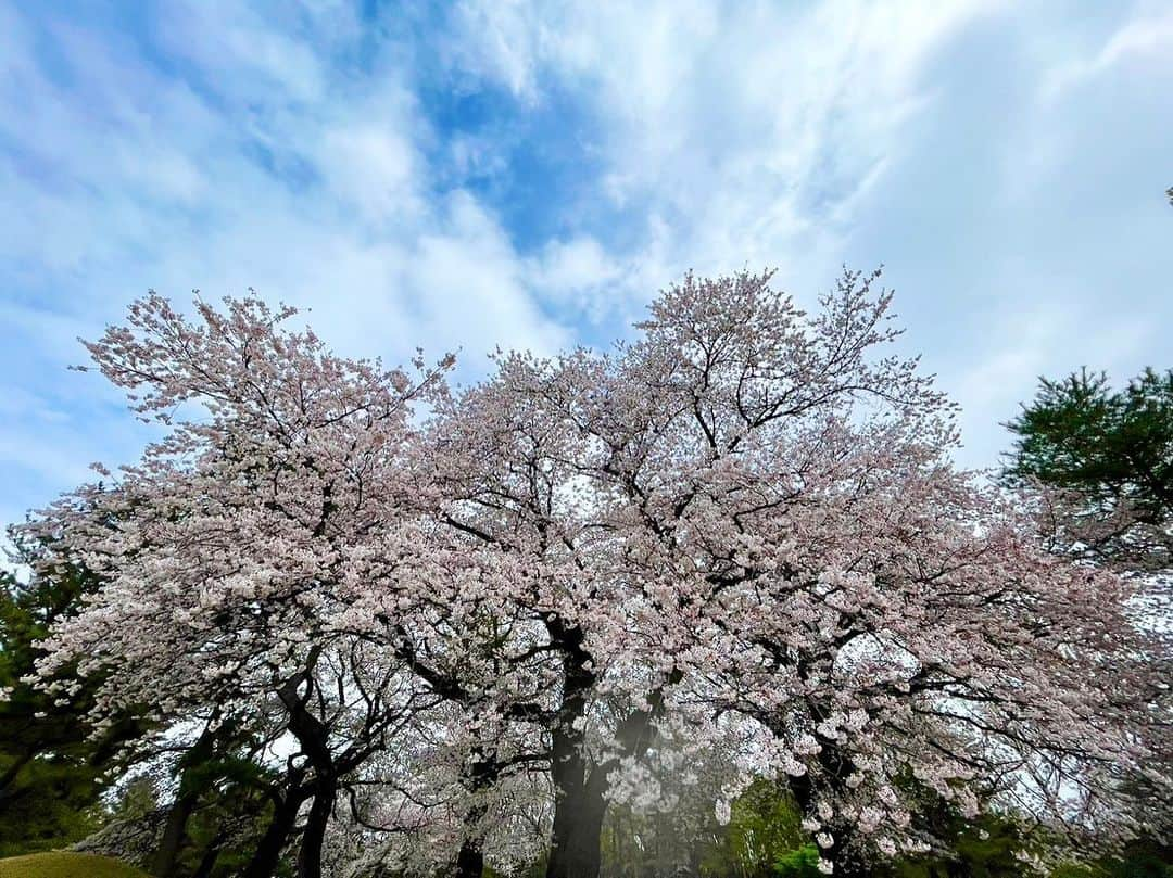 青山恭子さんのインスタグラム写真 - (青山恭子Instagram)「. 「向原一義メモリアル第一回 ukap」 . @kiho 渡邉季穂ちゃんのパパを偲ぶ 記念すべき第一回目に夫婦で参加させていただきました！ パパが大好きだった「本厚木カンツリークラブ」で、なんと12組もの大コンペ⛳️ ちょうどこの日はまさに桜満開🌸🌸🌸 ホントに綺麗だったぁ✨ . スコアはイマイチ…新ペリはハマらなかったけど、ニアピン賞1つゲット✌️ 旦那さんはニアピン2つ、ドラゴン2つ、ベスグロもゲット👏 . 久々に @hiroyuki.watanabe なべちんにも会えてホントに楽しかったぁ🎵 . 楽しい会に声掛けてくれて嬉しかった〜ありがとっ😘 . . . #ukap #向原一義メモリアル #記念すべき第一回目 #本厚木カンツリークラブ #桜満開 #ニアピンゲット #キホちゃんなべちんありがとう」3月30日 22時19分 - aokyon27