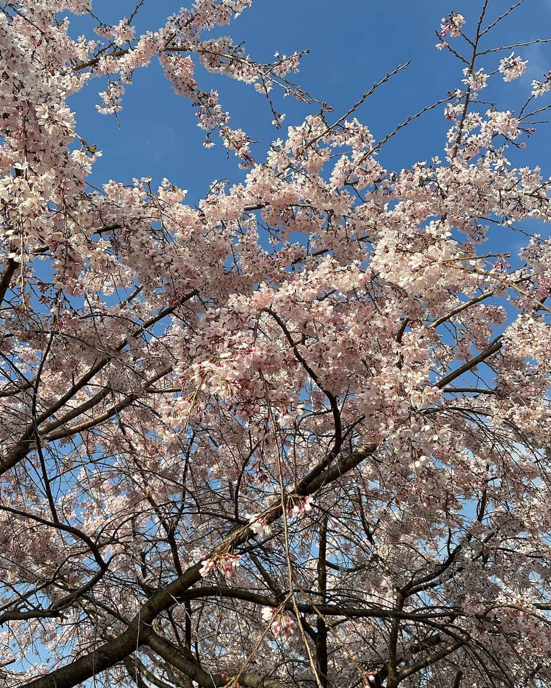 AYAKAさんのインスタグラム写真 - (AYAKAInstagram)「. まだ3月だけど綺麗に咲いてた🌸🍡 . #お花見 #お花見コーデ #お花見スポット #桜 #桜スポット #落合公園」3月30日 22時29分 - ___ayk0125