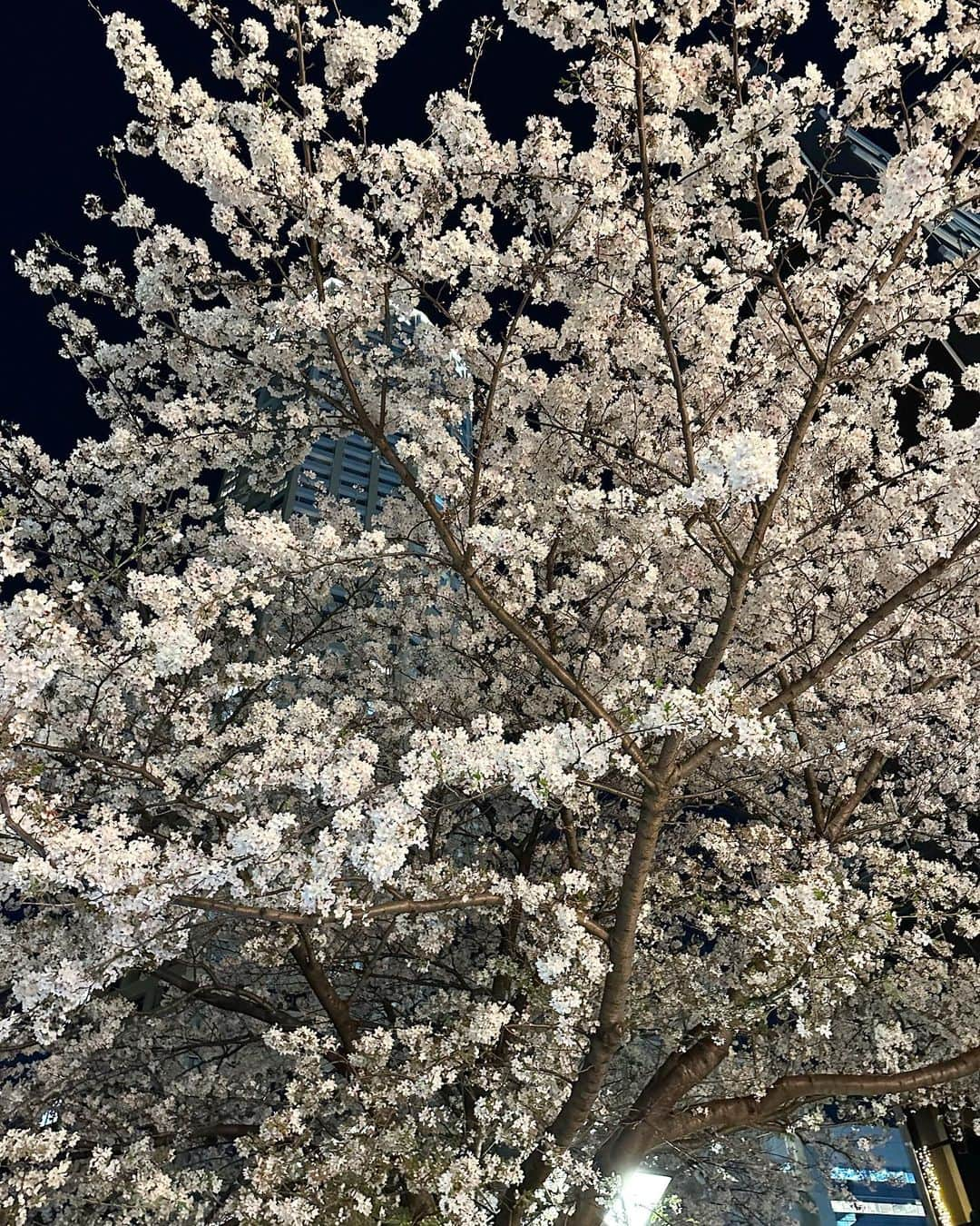 辻満里奈さんのインスタグラム写真 - (辻満里奈Instagram)「夜桜🌸  映えそうな苺のカクテルは、大行列のため断念しました🍓泣  皆さんは、もうお花見しましたか？☺️🍡  #中目黒 #中目黒桜 #目黒川 #目黒川の桜 #中目黒桜まつり #夜桜 #夜桜ライトアップ #桜 #お花見 #アナウンサー #セントフォース #辻満里奈 #🌸」3月30日 22時21分 - marina__tsuji