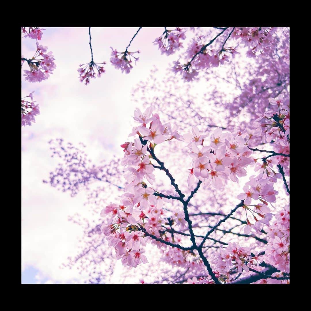 田口司さんのインスタグラム写真 - (田口司Instagram)「衣装付き通しでした。 本当に素敵な作品。 携わらせて頂けた事に感謝です。 悔いなく最後まで駆け抜けます。  #桜 #photography #photooftheday #vsco #japan #tokyo」3月30日 22時26分 - tsukasa._.taguchi