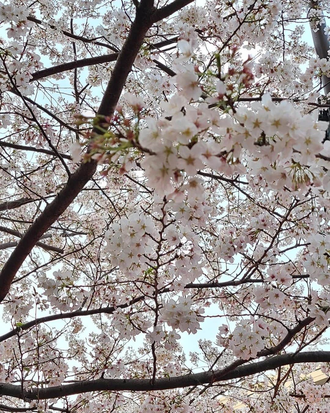 芳野友美さんのインスタグラム写真 - (芳野友美Instagram)「まずは明日放送！お見逃しなく！ 　 3月31日（金）23：15～00：15 #テレビ朝日 「あなたの知らない　あなたが生まれた日」#再現ドラマ 出演！！ 　 さて、今日は近くにいたので#目黒川 に立ち寄ってみようと知人と#お花見散歩 してきました☺︎ 　 お見事！ #迫力 とか#儚さ とか#包容力 とか#愛らしさ とか#美しさ とか・・・#桜 を見てると色んな表情を感じる。 　 #心が浄化 されました☆ 見に行けて良かった❤︎」3月30日 22時31分 - yumi_yoshino_1980