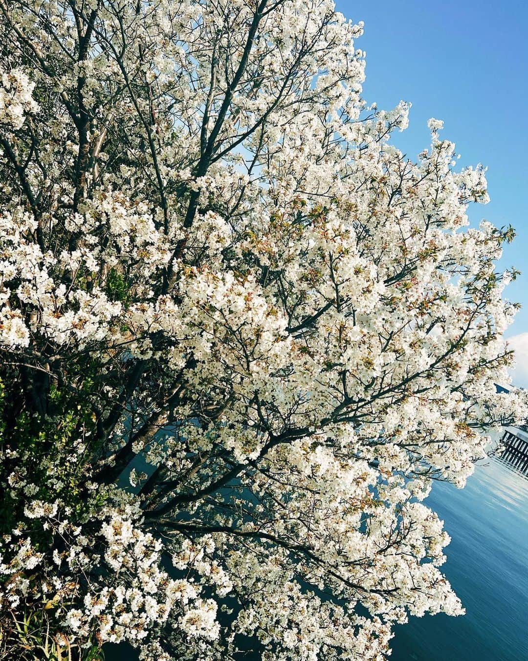 影山優佳さんのインスタグラム写真 - (影山優佳Instagram)「今年は桜が咲いたのも満開になるのも早くて、 早めに桜見に行かなきゃな〜とは思っていたもののそのまんま時が流れて、 淡い緑になった木を見てようやっと思い出して焦っている今日この頃です。  メンバーそれぞれがそれぞれの想いを抱えながら頑張り続ける姿を側で見られて、本当に光栄で幸せです。 みんなのためにみんなのように、私にできることを頑張りたいって強く思います。  最近はいつもよりさらに夜更かしして色々な映像作品に触れています。ゆっくりと、あっという間に流れるあの時間が幸せです。  そして今日は、Amazonプライムビデオの「エンジェルフライト　国際霊柩送還士」について言葉にしておきたかったので書こうと思います。  国際霊柩送還士は海外で亡くなられた方をご遺族の元にかえすお仕事の方々なのだそうですが、 その存在を今回のドラマで初めて学びました。  不慮の事故や事件によって遠く離れたところではるか遠くに行ってしまった心と身体を、なんとしてでもご家族のもとに届ける強い想いや、 本人だけでなくご家族の心や人生に寄り添おうとする姿勢・人としてのあたたかさを感じて、 心が大きく揺さぶられました。  演じられているみなさんが本当に本当に人間らしくて愛らしくてかっこよくて、 本当にこの方々が実在するんだろうなって感じられて、 素敵な人に出会えたような感覚にもなりました😊  この全6話を通して様々な人の心と苦しい出来事に触れて自身を重ね合わせてきましたが、 ふと、「私がこの人生を終えて目を閉じるとき、最後に私の視界に入れていたいのはどなたなんだろう」という疑問が。  そしてそれと同時に、「何かしらの形で私が最後を迎える時、誰かの視界に入れてもらえるような人間になりたいな」っていうのも。  背伸びせず、自分らしく。 家族や友人、大切な人をもっと愛して。その愛を同程度に自分に向けられるように。 毎日強くなります。  私が特に自分自身と重ね合わせた回もありましたが、その話はまたどこかで🍃  ああ長くなり過ぎてしまった、ここまで読んでくれたひとまじすごいっす。  あといくつか、感想を書きたいドラマや映画があります。そちらもまた投稿したいと思います😊  #みんなの笑顔を見ると頑張れる #っていうのなんかあるよね #ドラマ #Amazonprimevideo #エンジェルフライト #日向坂46 #影山優佳 #kagegram」3月30日 22時33分 - kageyamayuka_official