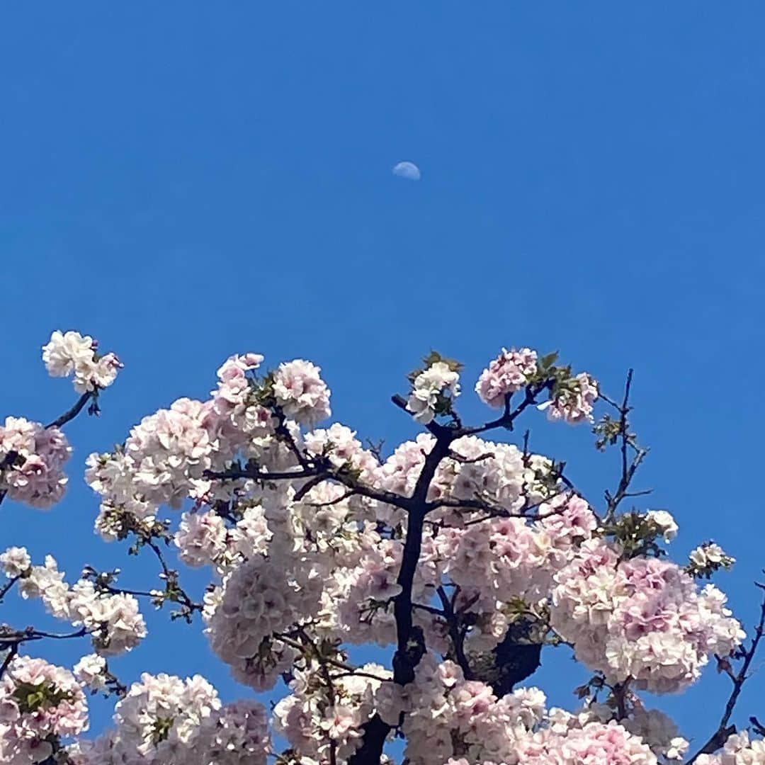 板谷由夏 のインスタグラム：「月と満開の桜 初めてお会いした人に、知り合いとつながる 気がしていたんです、と言われ それは嬉しい反面、SNSのおかげだったりもして。 必然性ありありな偶然に心がワクワクしたり キラキラしたかんじは そっかあ、変化しているんだな、と ふと考えた。 出逢いは限られていて、 出逢いが温かな関係になるのも限られている。 愛しいと思えたり、大事にしたいと思う気持ちを 疎かにしたくないな、と ふと考えた夜でした。」