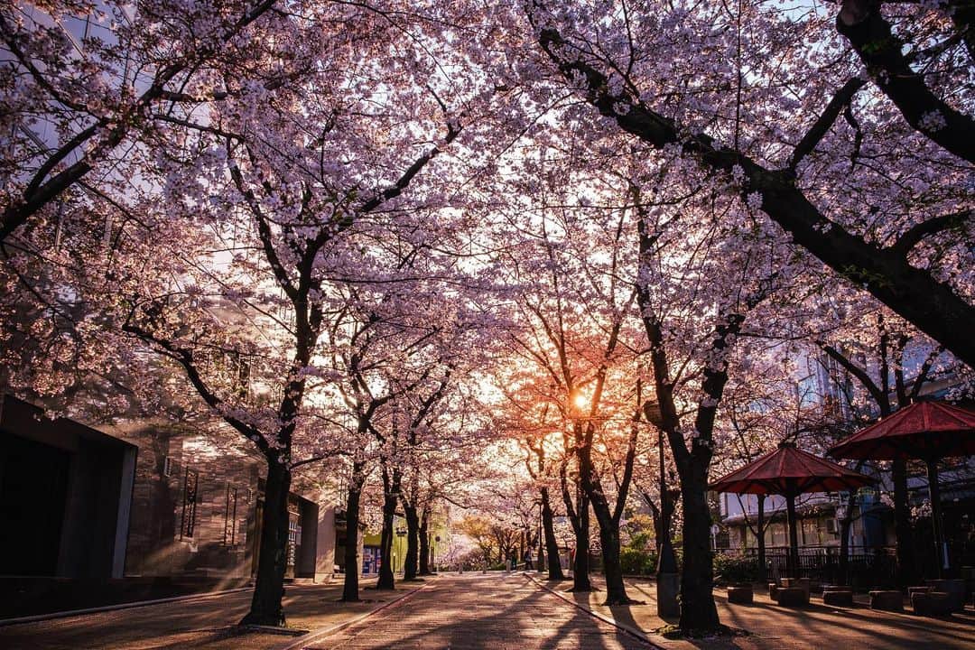 京都いいとこフォトのインスタグラム：「. 朝日差し込む祇園白川の桜。 空は満開の桜でいっぱいです。 . Cherry blossoms at Gion Shirakawa in the morning sun. The sky is full of cherry blossoms in full bloom.. . Date : 2023.3.29 Location : #祇園白川 Photo : @kohei713 .」