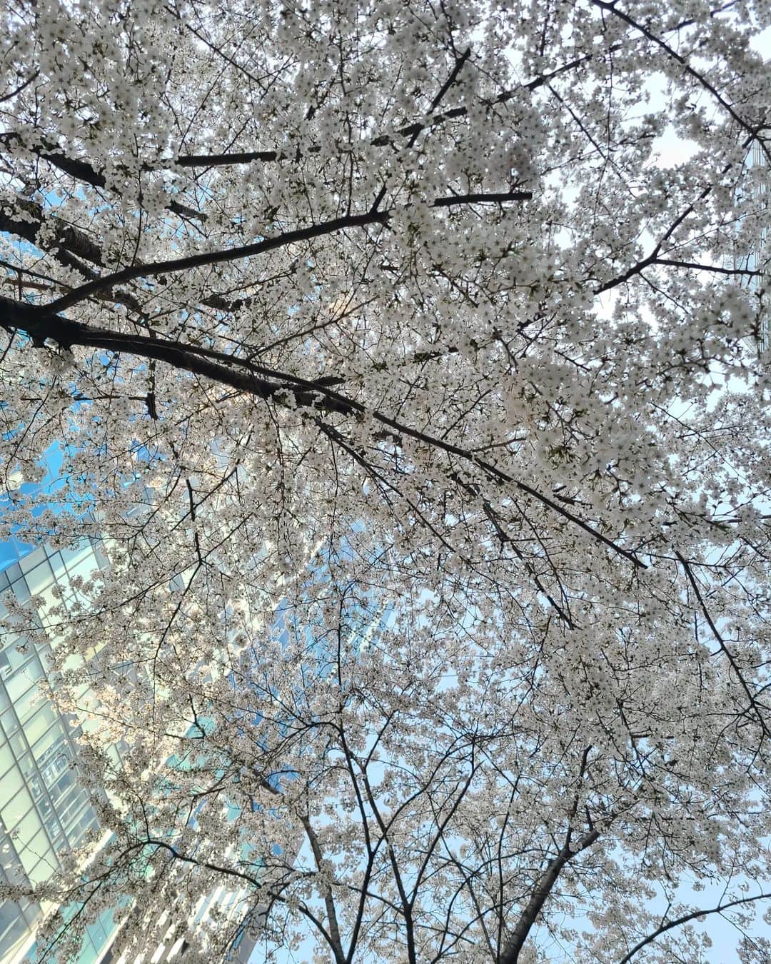 チャン・スンジョのインスタグラム：「봄을 고스란히 느낄 수 있음에 감사🥰」