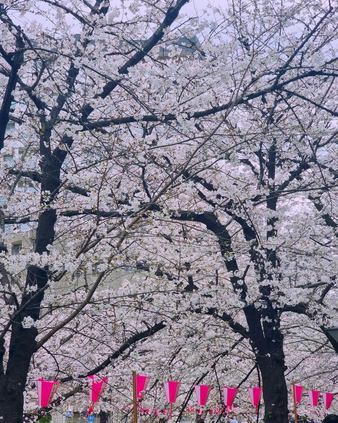 ロクヒョンさんのインスタグラム写真 - (ロクヒョンInstagram)「🌸」3月30日 22時57分 - k_rockhyeon