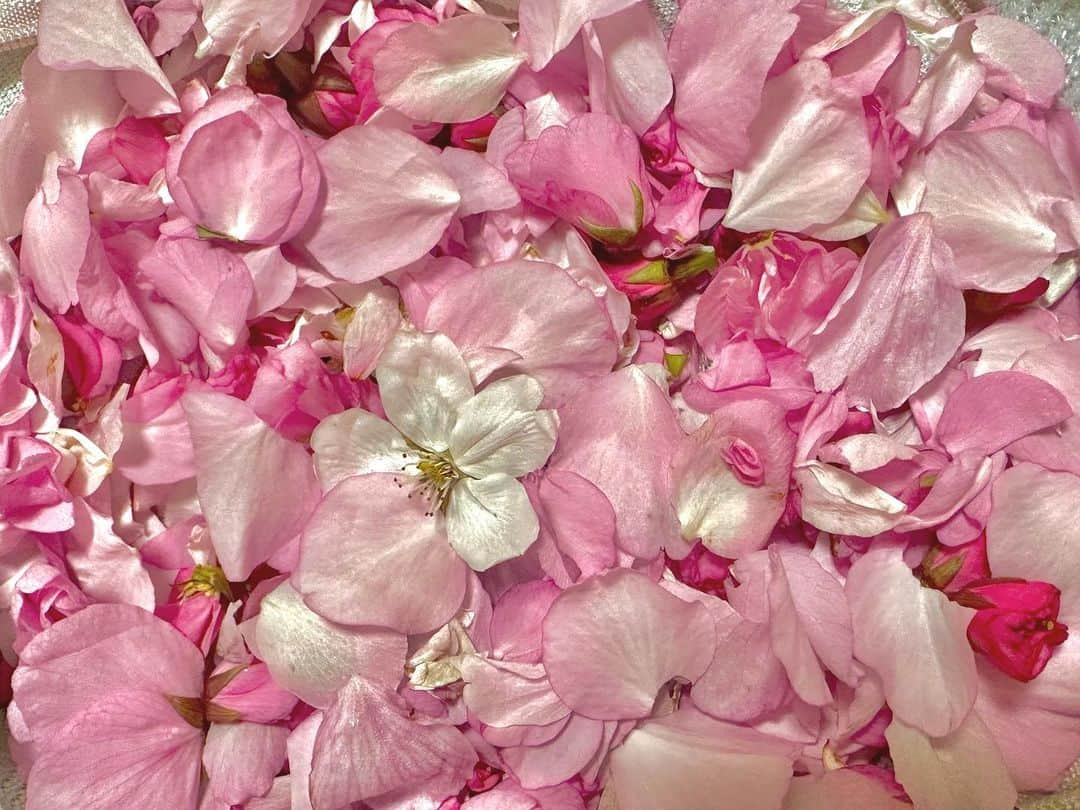 澤田友美のインスタグラム：「.  Start by drying the cherry blossom petals!!🌸 . . #cherryblossom #dryflower」