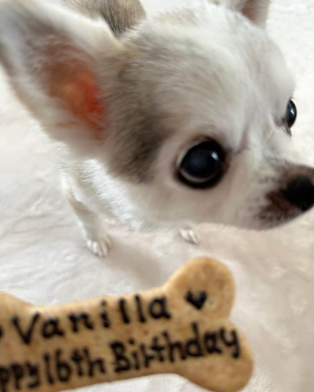 JunJunさんのインスタグラム写真 - (JunJunInstagram)「. バニラ16歳おめでとう🐾🎂💚 元気にいてくれて本間にありがとう☺️ 16年一緒にいてくれてありがとう✨ 毎日一緒に過ごせて本間に心から感謝してる✨ バニラの事が大好きすぎて毎日しんどい🫠🥹 いっぱい食べて、いっぱい寝て、いっぱい遊んでこれからも元気モリモリで🫶🏽  3月30日   #チワワ #Chihuahua」3月30日 23時05分 - junjun393
