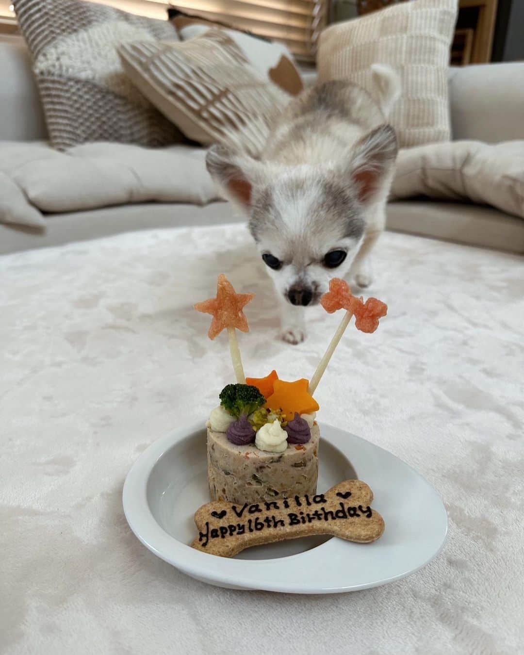 JunJunさんのインスタグラム写真 - (JunJunInstagram)「. バニラ16歳おめでとう🐾🎂💚 元気にいてくれて本間にありがとう☺️ 16年一緒にいてくれてありがとう✨ 毎日一緒に過ごせて本間に心から感謝してる✨ バニラの事が大好きすぎて毎日しんどい🫠🥹 いっぱい食べて、いっぱい寝て、いっぱい遊んでこれからも元気モリモリで🫶🏽  3月30日   #チワワ #Chihuahua」3月30日 23時05分 - junjun393