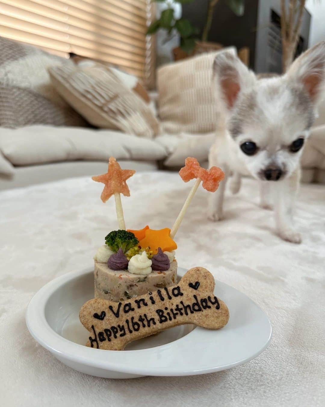 JunJunのインスタグラム：「. バニラ16歳おめでとう🐾🎂💚 元気にいてくれて本間にありがとう☺️ 16年一緒にいてくれてありがとう✨ 毎日一緒に過ごせて本間に心から感謝してる✨ バニラの事が大好きすぎて毎日しんどい🫠🥹 いっぱい食べて、いっぱい寝て、いっぱい遊んでこれからも元気モリモリで🫶🏽  3月30日   #チワワ #Chihuahua」