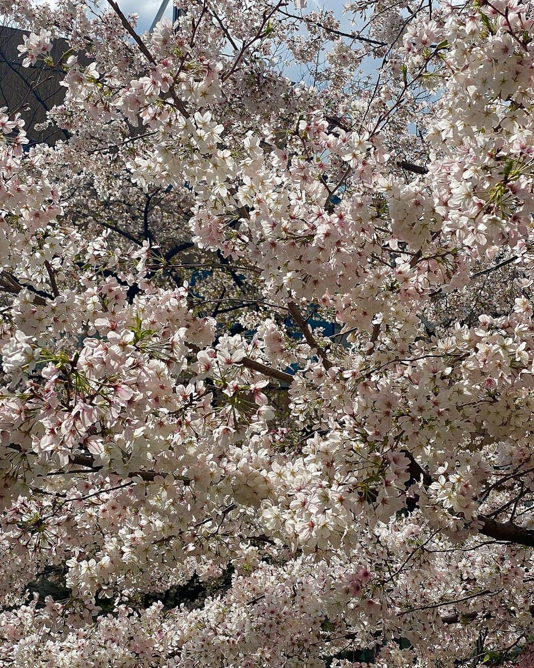 雨森はなこさんのインスタグラム写真 - (雨森はなこInstagram)「春だねぇ桜だねぇ🌸 今年はなんだかメインの桜ももちろんキレイで見惚れたけど、元気のいい新芽ちゃんが可愛くて気になって新芽ちゃん見てはワクワクさせてもらっておった😂笑 最後の動画、鳥さんと桜吹雪がゆったりのんびりで自分で撮っておきながら見返したら好きな動画だった😳🫣 #instagood#instadaily#桜#花見#春#sakura#お花見#散歩」3月30日 23時10分 - hanako7o4