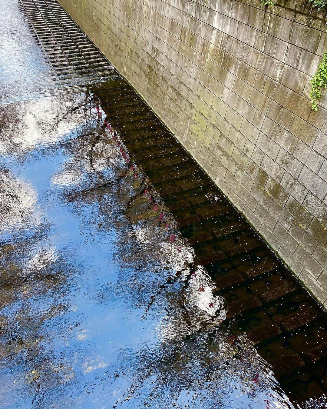 雨森はなこさんのインスタグラム写真 - (雨森はなこInstagram)「春だねぇ桜だねぇ🌸 今年はなんだかメインの桜ももちろんキレイで見惚れたけど、元気のいい新芽ちゃんが可愛くて気になって新芽ちゃん見てはワクワクさせてもらっておった😂笑 最後の動画、鳥さんと桜吹雪がゆったりのんびりで自分で撮っておきながら見返したら好きな動画だった😳🫣 #instagood#instadaily#桜#花見#春#sakura#お花見#散歩」3月30日 23時10分 - hanako7o4