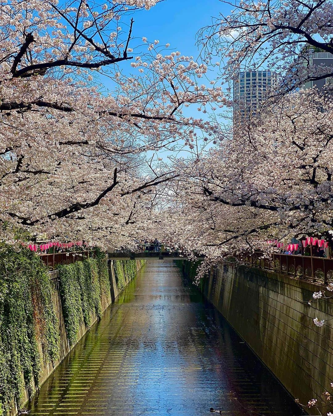 雨森はなこさんのインスタグラム写真 - (雨森はなこInstagram)「春だねぇ桜だねぇ🌸 今年はなんだかメインの桜ももちろんキレイで見惚れたけど、元気のいい新芽ちゃんが可愛くて気になって新芽ちゃん見てはワクワクさせてもらっておった😂笑 最後の動画、鳥さんと桜吹雪がゆったりのんびりで自分で撮っておきながら見返したら好きな動画だった😳🫣 #instagood#instadaily#桜#花見#春#sakura#お花見#散歩」3月30日 23時10分 - hanako7o4