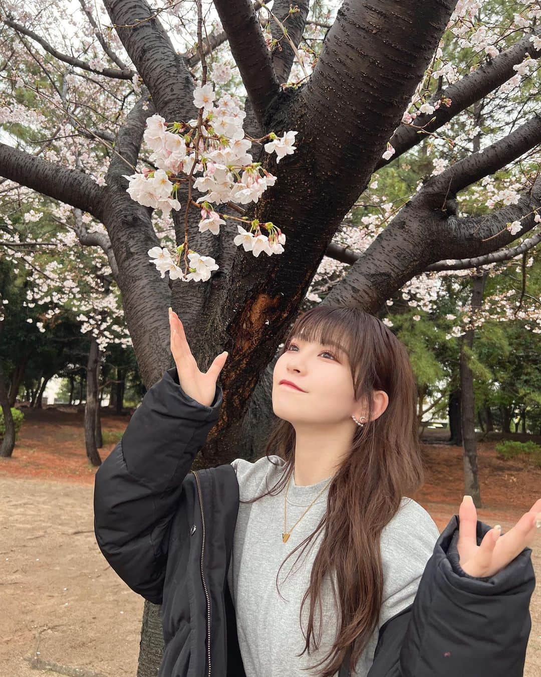 星野理沙のインスタグラム：「🌸  こないだお台場の桜見れた！ 今ちょうど満開？　 雨で少し散っちゃったかなあ😢  目黒川の桜見に行きたかったけど 一緒に行ってくれる人探せなくて今年も行けなかった😭笑 今週末お祭りらしい！ いつか行ってみたい…💭  ．」