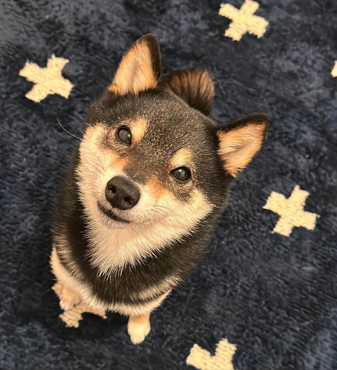 岩瀬玲のインスタグラム：「今日はペットビジネスのリサーチにインターペットに  わんこ同伴オッケーイベントで たくさんわんこ来てました🐶  サブはお留守番 長めのお留守番だったので 久々に会った気分😂  お土産にサブの好物の ブタミミ軟骨と砂肝を♥️  フードやグッズだけでなく サービス系とか IT系とか いろんな展示があってめちゃめちゃ面白かった😍」
