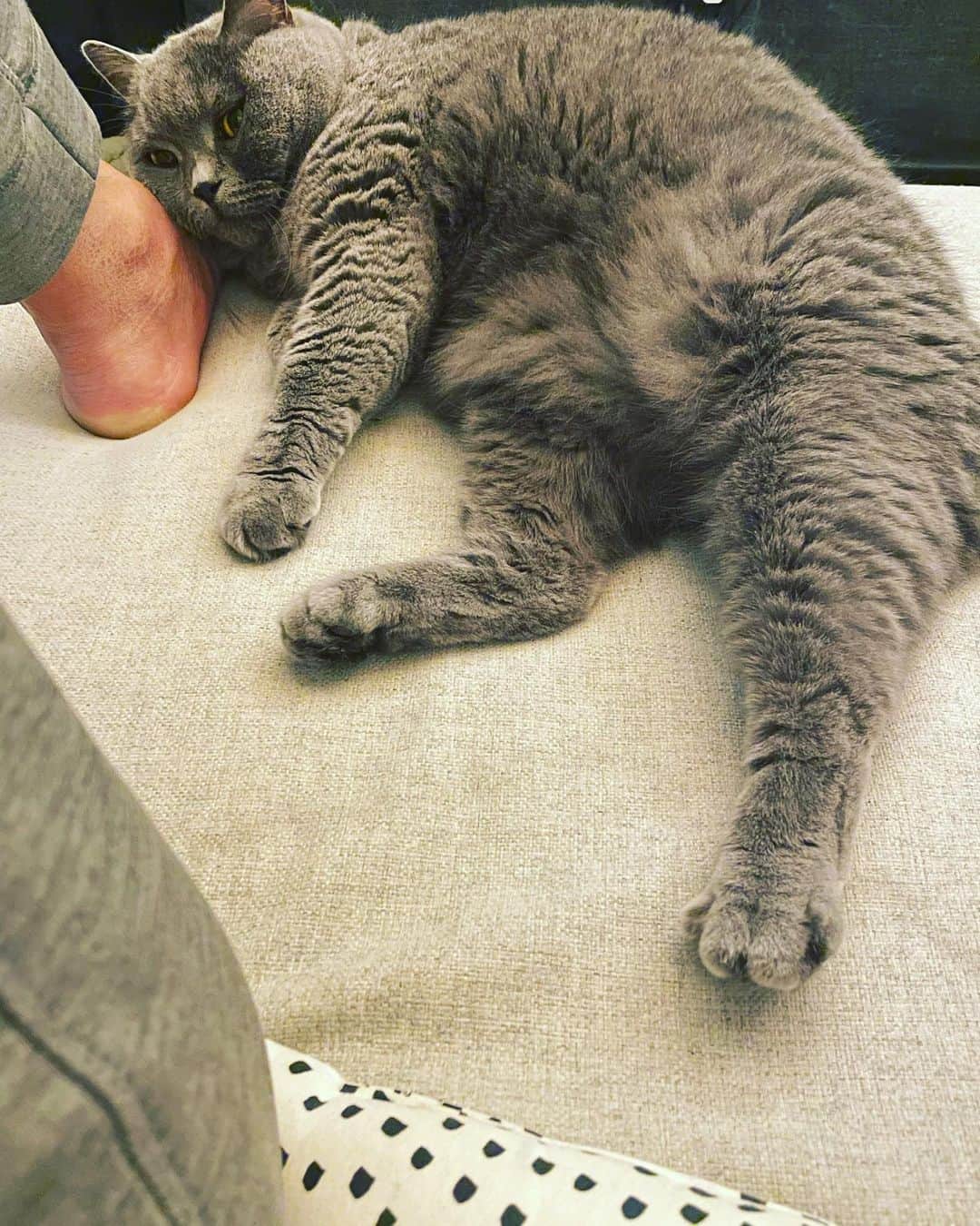 前川泰之さんのインスタグラム写真 - (前川泰之Instagram)「珍しいじゃん、ひっついてきて😍✨  では、皆さん、お休み〜💤  #今日も一日お疲れ様でした #猫のいる暮らし #おやすみなさい #ブリティッシュショートヘア」3月30日 23時24分 - maekawa_yasuyuki_official