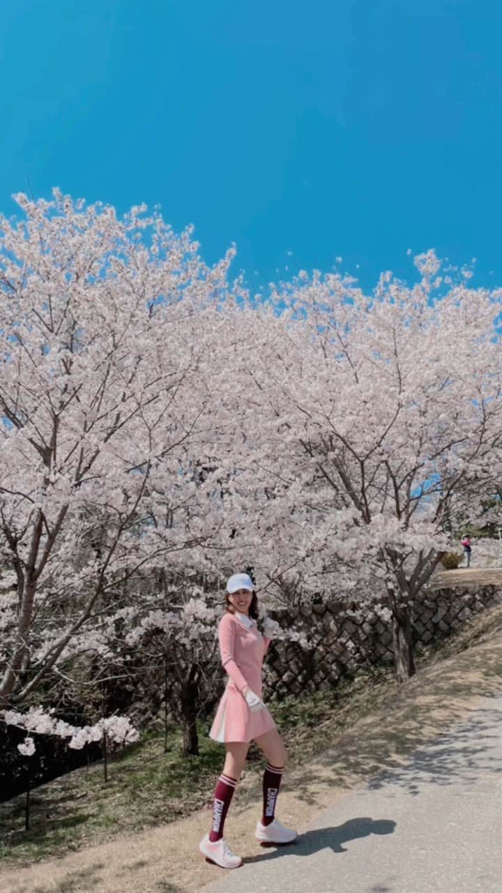神谷ゆう子のインスタグラム：「🌸🌸🌸⛳️  #桜スポット #ゴルフ  #ゴルフコーデ #さくら  #デサントゴルフ  #桜 #満開  #毎年満開を狙って来ています #多分大阪で1番桜の綺麗な#ゴルフ場  #この日は#アラフォーファッション  #ではキツめなピンク着ました#お許しを #快晴で満開最高でした。」