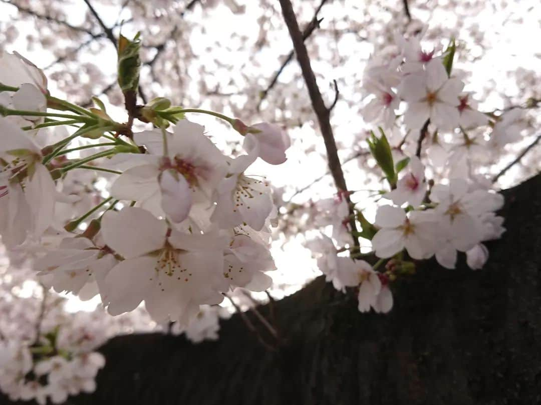 桜花さんのインスタグラム写真 - (桜花Instagram)「春みっけ🌸  新宿御苑で 桜きれいでぎょえーん！🍀☺️  馬場にゃんと✨ まだまだ桜咲いてました🌸🌸🌸    (着物)で目指せにん(きもの)〜！🍀  #新宿御苑  #ダジャレ  #だじゃれ #桜  #開花宣言 #cherryblossom」3月30日 23時38分 - mountainohka