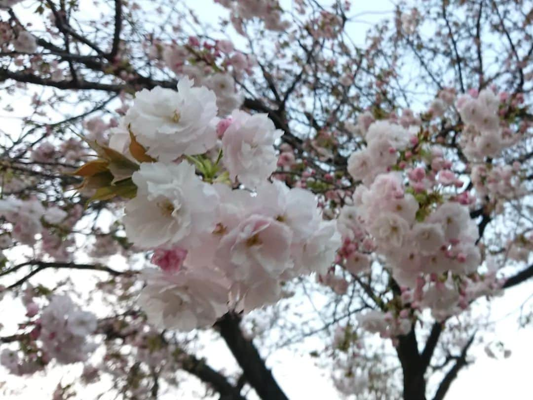 桜花さんのインスタグラム写真 - (桜花Instagram)「春みっけ🌸  新宿御苑で 桜きれいでぎょえーん！🍀☺️  馬場にゃんと✨ まだまだ桜咲いてました🌸🌸🌸    (着物)で目指せにん(きもの)〜！🍀  #新宿御苑  #ダジャレ  #だじゃれ #桜  #開花宣言 #cherryblossom」3月30日 23時38分 - mountainohka