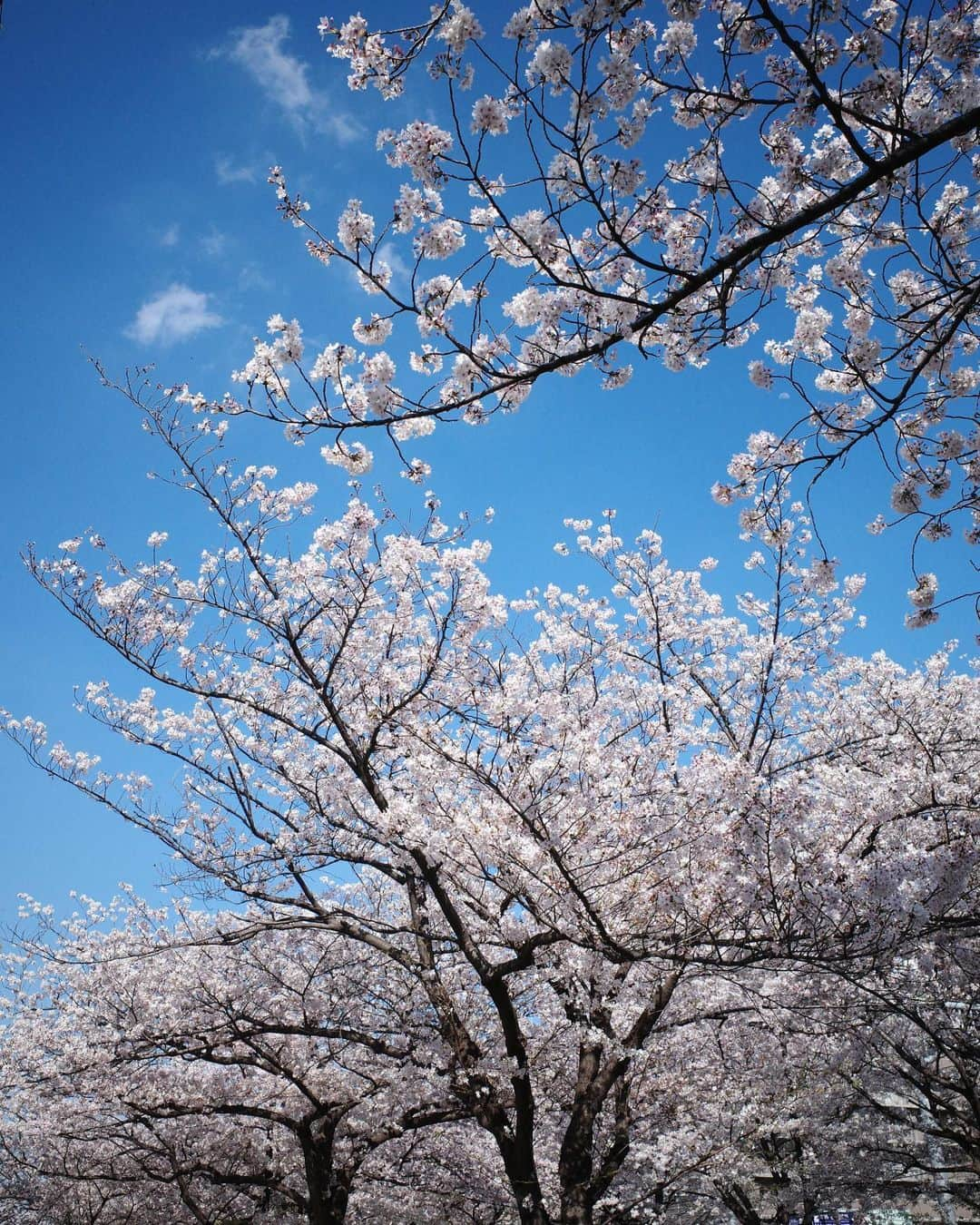 中島ケイカさんのインスタグラム写真 - (中島ケイカInstagram)「朝から 面談や役所周りでドタバタしてましたが、 桜を撮りたくなる🌸お天気で 思わず電車移動したり、立ち止まってみたり 気持ちよかったです🥰  夜は冷え込みますが、スエット1枚で過ごせる夜でしたね✨  こんな日に履きたかったスカートも履けて、 駆け回った日でしたが とても気分は爽快です✨🫰🏽  tops @sea_japan  skirt @_josemoon_  boots @gianvitorossi  bag @chanelofficial   #outfit #ootd #coordinate #fashion #sea #seajapan #josemoon #chanel #gianvittorossi」3月30日 23時41分 - kathy_tan529