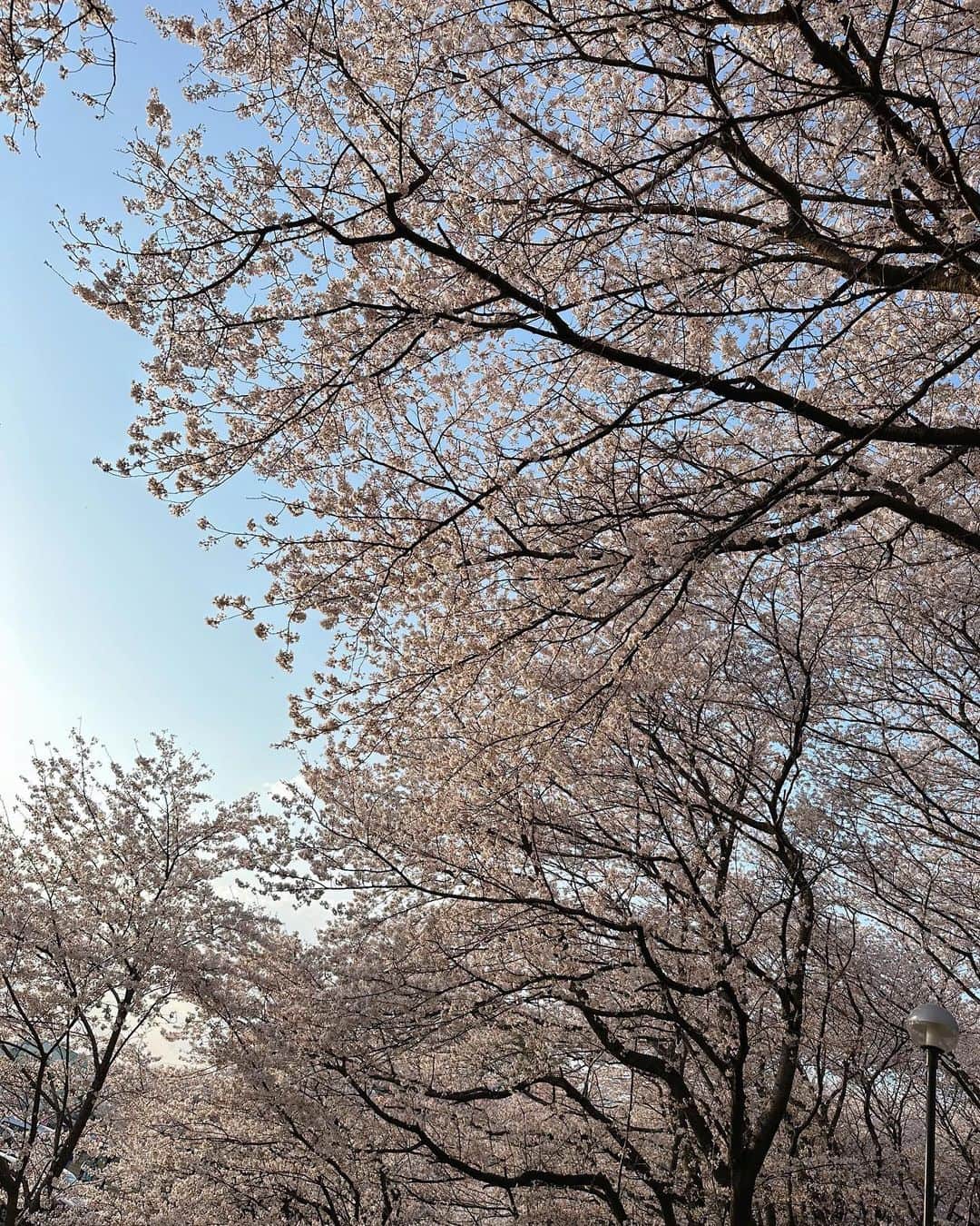 熱田久美さんのインスタグラム写真 - (熱田久美Instagram)「@kuumi1125 ←カフェアカウント🪿🤍  ------------------------------------  おはようございます~~~ 初めての予約投稿。ちゃんと出来てるかな…👂  さて！ここは何年か前、写真展の撮影の時に来たことがあって、その時は6月で全面紫陽花でした！  だから、桜の時期は初めて🌸  すごい桜の量で、奥行きがもう！ 平日に行ったけど、かなりの人で…屋台ももりだくさん。 どこ撮っても桜ばっかりで映えるし、すごく楽しかったー📷´-  ちなみに菜の花もあったよ✨️ まだ週末間に合うかも！？  .....k.u.u.m.i.1.1.2.5.................................. いいね・コメントありがとうございます。 フォローはこちらから☞ @kuumi1125 ‎✿  忘れないように【保存】もしてね🔖☝️ 後で簡単にカフェ情報を振り返れます。 ...............................................t.a.g.........  #くぅかふぇ #くみほ #カフェ好き女子 #カフェ好きな人と繋がりたい #東京カフェ巡り #東京カフェ部 #東京カフェ #東京カフェめぐり #お花見 #花見スポット #夜桜 #花見🌸 #トイプードル男の子  #わんことお出かけ #権現堂 #権現堂桜堤 #権現堂公園 #埼玉観光 #桜まつり #桜まつり2023🌸 #コバトン #埼玉さんぽ #さくら🌸 #トイプードル好きな人と繋がりたい #トイプードル好き  ..........................................................................  ‪・わんこアカウント→ @evestagraam 🐶 ‪・ダイエットアカウント→ @kuumidiet 🐷 ‪・ゴルフアカウント→ @kuumi_golf ⛳️」3月31日 7時30分 - kuumi1125