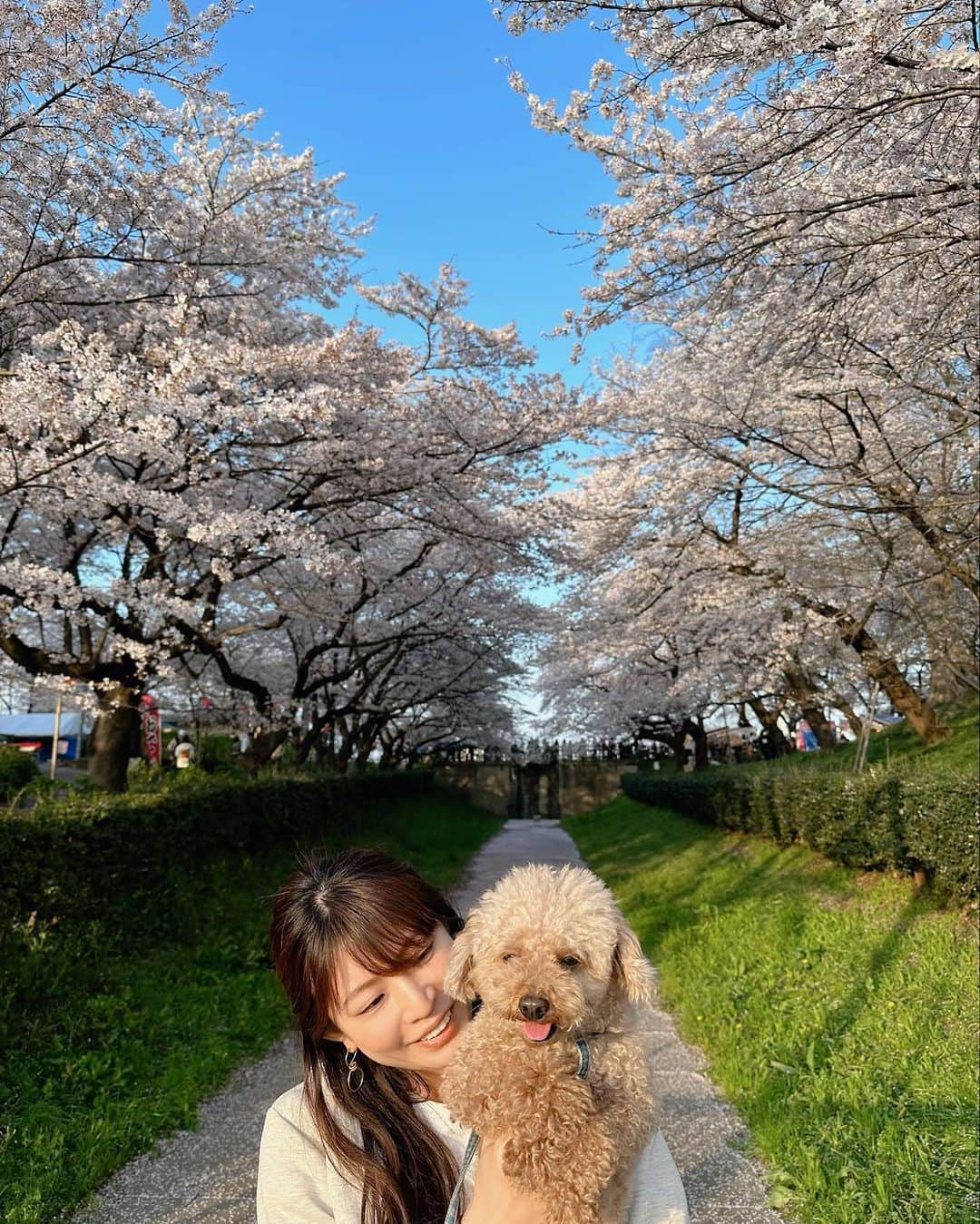 熱田久美さんのインスタグラム写真 - (熱田久美Instagram)「@kuumi1125 ←カフェアカウント🪿🤍  ------------------------------------  おはようございます~~~ 初めての予約投稿。ちゃんと出来てるかな…👂  さて！ここは何年か前、写真展の撮影の時に来たことがあって、その時は6月で全面紫陽花でした！  だから、桜の時期は初めて🌸  すごい桜の量で、奥行きがもう！ 平日に行ったけど、かなりの人で…屋台ももりだくさん。 どこ撮っても桜ばっかりで映えるし、すごく楽しかったー📷´-  ちなみに菜の花もあったよ✨️ まだ週末間に合うかも！？  .....k.u.u.m.i.1.1.2.5.................................. いいね・コメントありがとうございます。 フォローはこちらから☞ @kuumi1125 ‎✿  忘れないように【保存】もしてね🔖☝️ 後で簡単にカフェ情報を振り返れます。 ...............................................t.a.g.........  #くぅかふぇ #くみほ #カフェ好き女子 #カフェ好きな人と繋がりたい #東京カフェ巡り #東京カフェ部 #東京カフェ #東京カフェめぐり #お花見 #花見スポット #夜桜 #花見🌸 #トイプードル男の子  #わんことお出かけ #権現堂 #権現堂桜堤 #権現堂公園 #埼玉観光 #桜まつり #桜まつり2023🌸 #コバトン #埼玉さんぽ #さくら🌸 #トイプードル好きな人と繋がりたい #トイプードル好き  ..........................................................................  ‪・わんこアカウント→ @evestagraam 🐶 ‪・ダイエットアカウント→ @kuumidiet 🐷 ‪・ゴルフアカウント→ @kuumi_golf ⛳️」3月31日 7時30分 - kuumi1125