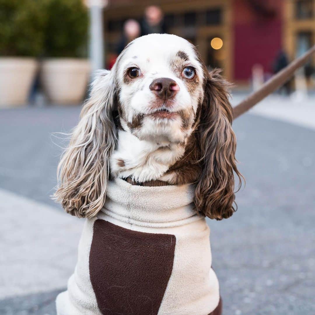 The Dogistさんのインスタグラム写真 - (The DogistInstagram)「Gemini, Cocker Spaniel mix (3 y/o), Union Square, New York, NY • “He’s a shelter mutt, and he’s the laziest dog I’ve ever met. Hates walks. Won’t go outside without a sweater. I got a dog to walk more, but I walk less. I got a bicycle attachment so I could bring him along on bike rides, and I also got a dog stroller.” @gemini.horatio, a rescue via @muddypawsrescuenyc」3月31日 0時01分 - thedogist