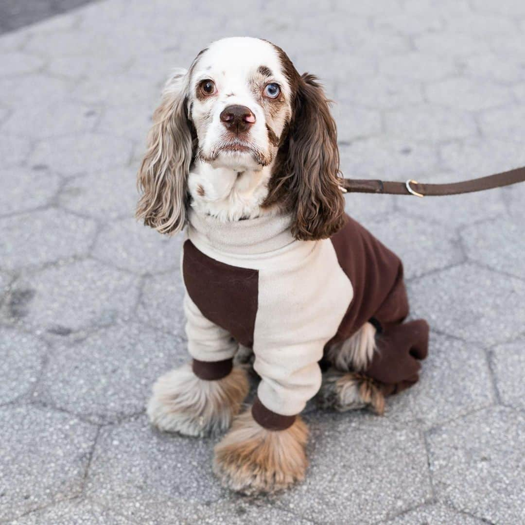 The Dogistさんのインスタグラム写真 - (The DogistInstagram)「Gemini, Cocker Spaniel mix (3 y/o), Union Square, New York, NY • “He’s a shelter mutt, and he’s the laziest dog I’ve ever met. Hates walks. Won’t go outside without a sweater. I got a dog to walk more, but I walk less. I got a bicycle attachment so I could bring him along on bike rides, and I also got a dog stroller.” @gemini.horatio, a rescue via @muddypawsrescuenyc」3月31日 0時01分 - thedogist