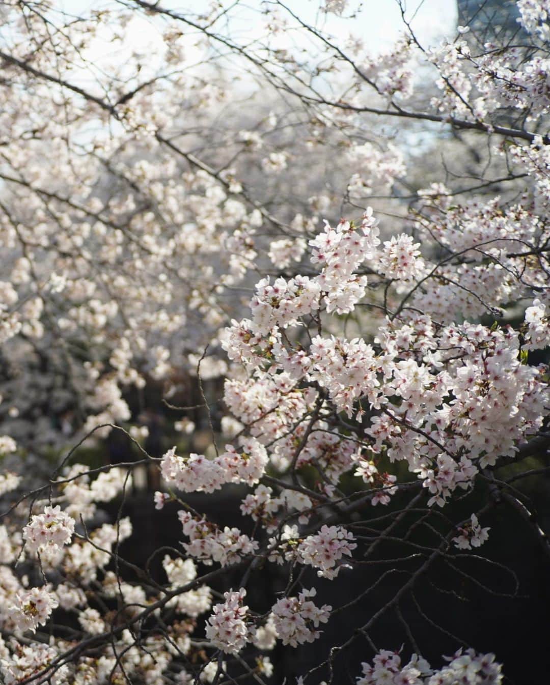 石川龍さんのインスタグラム写真 - (石川龍Instagram)「今年の桜。 穏やか。 目黒に住んでよかったなと思う瞬間。 #目黒川 #桜 #α7c #ttartisan」3月31日 0時08分 - slow_night