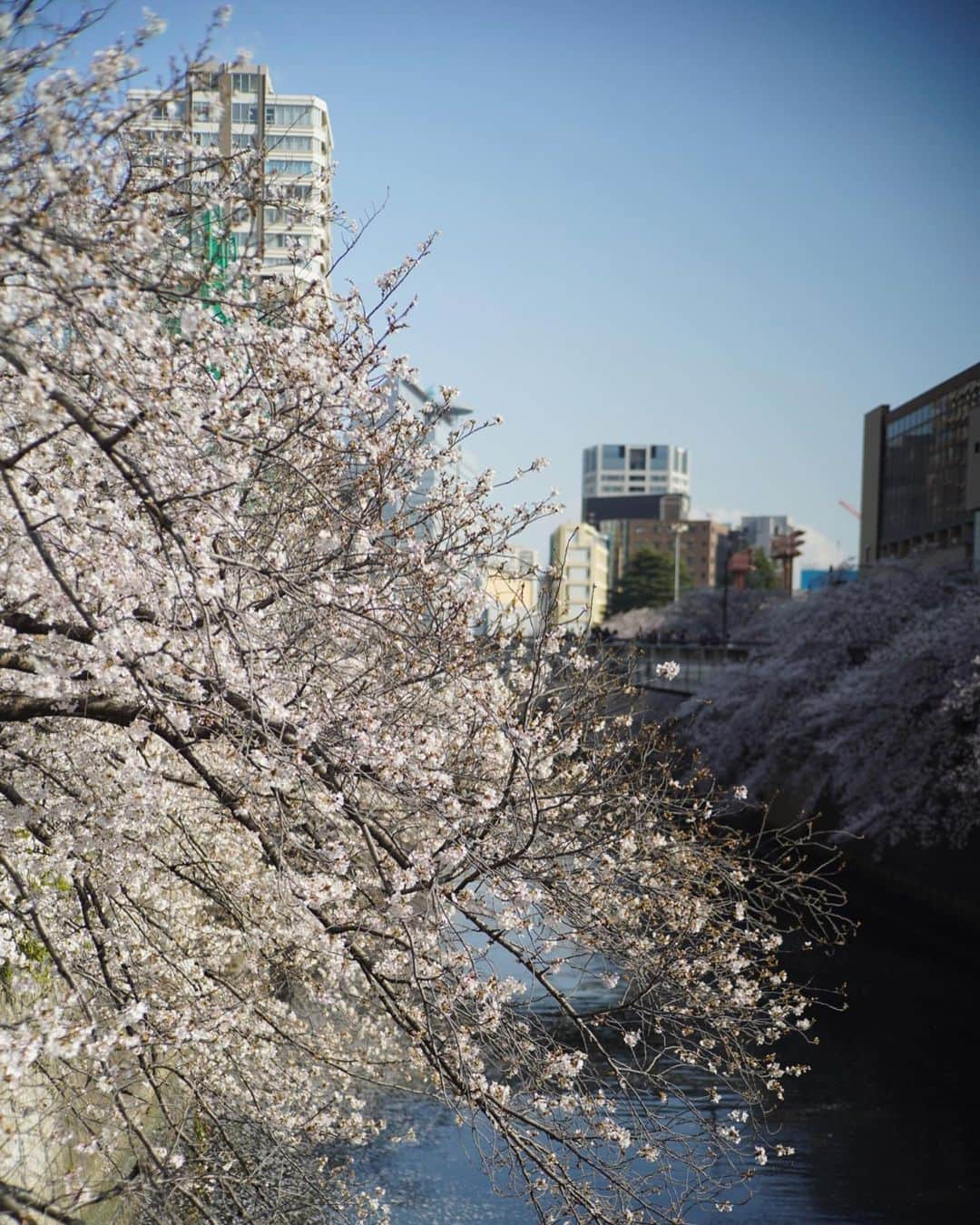 石川龍のインスタグラム：「今年の桜。 穏やか。 目黒に住んでよかったなと思う瞬間。 #目黒川 #桜 #α7c #ttartisan」