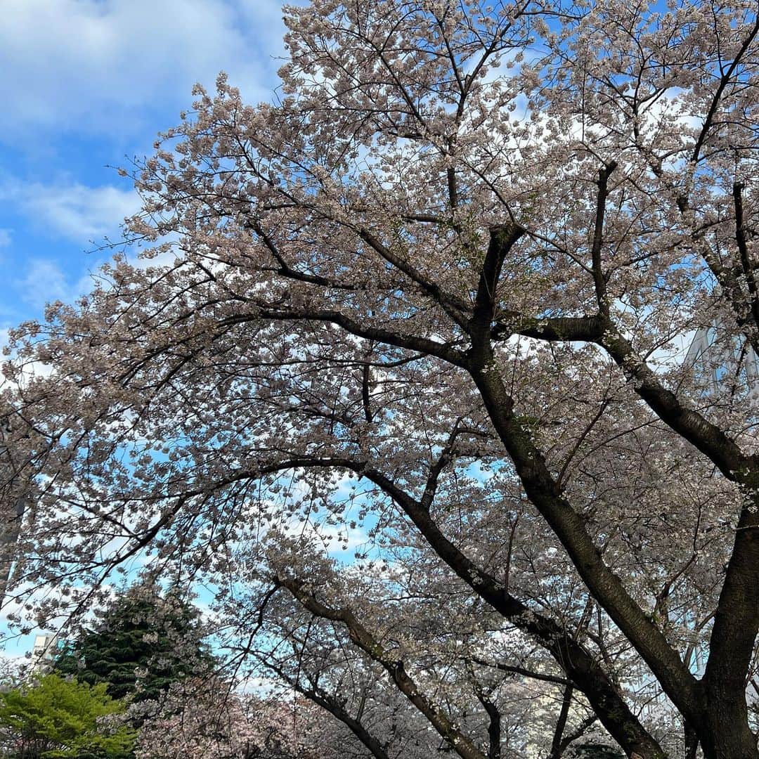 牛窪万里子さんのインスタグラム写真 - (牛窪万里子Instagram)「桜も終盤に差し掛かりました。雨の日が多かったのですが、一昨日は晴れ間も出て、ゆっくりと鑑賞出来ました。  景子さんと一緒に#グランドプリンスホテル新高輪 の敷地内に咲く桜を見て回り、さらに天王洲へ移動して目黒川クルーズまで。船に乗りながらのお花見も新鮮で桜も満開で美しかったです！  #お花見 #桜も終盤 #見納め #お花見クルーズ #目黒川 #桜」3月31日 0時10分 - mariko_ushikubo